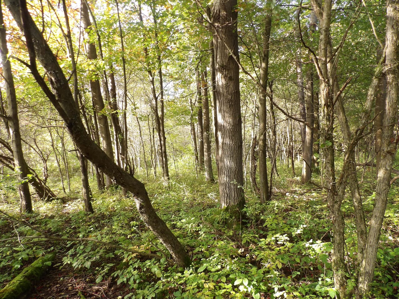 Listing Image 16