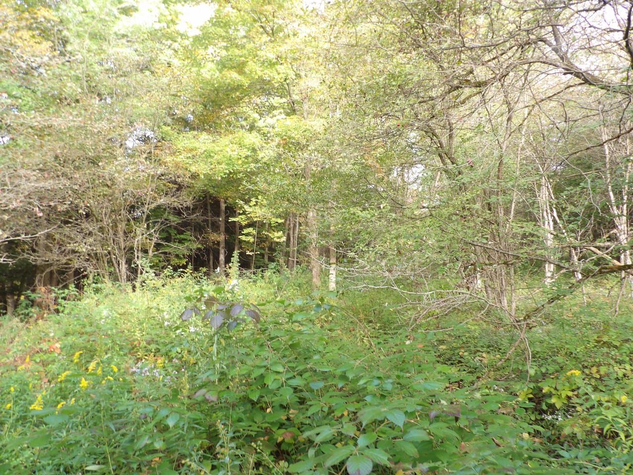Listing Image 17