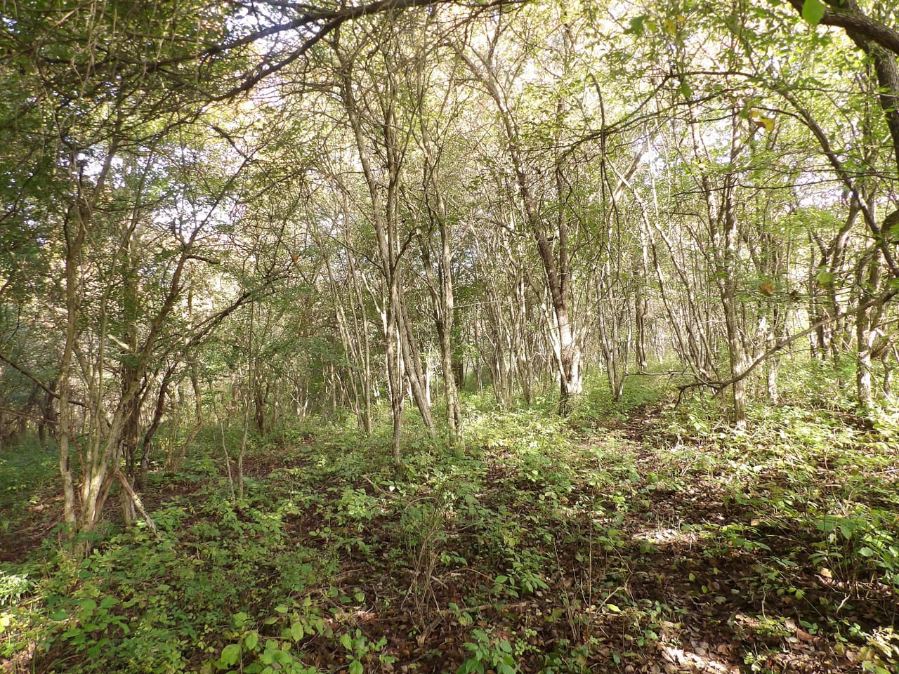 Listing Image 19