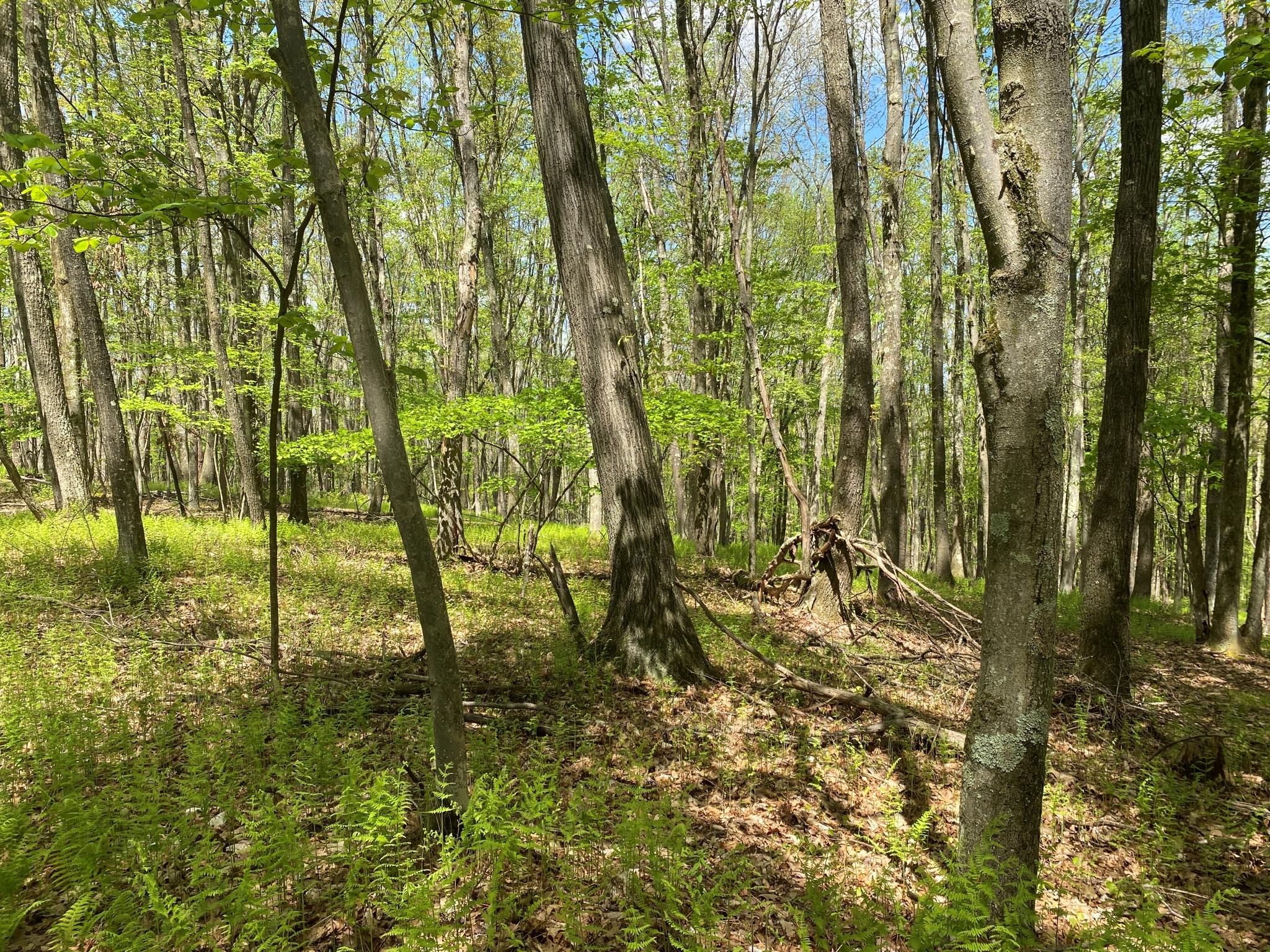 Listing Image 5
