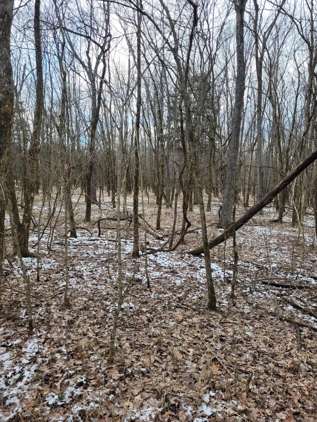 Listing Image 62