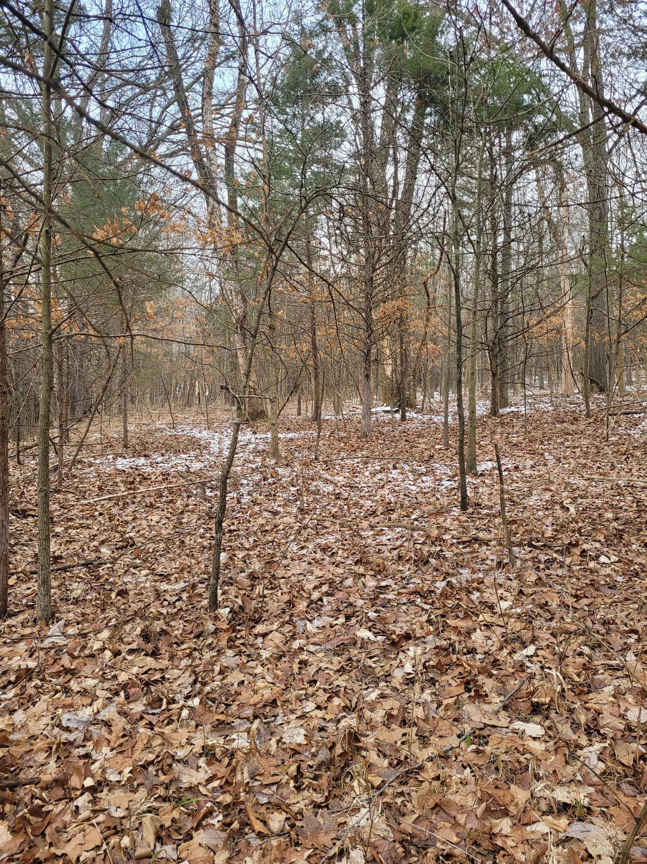 Listing Image 79