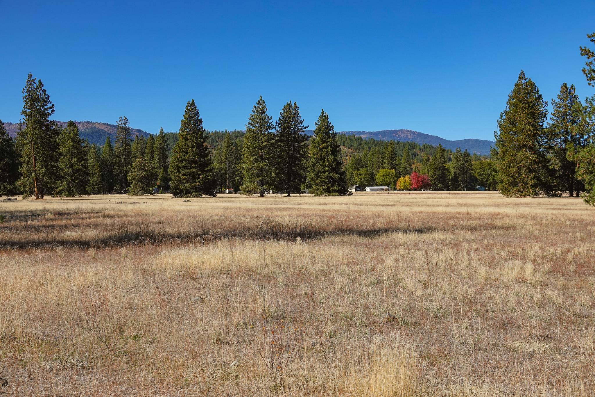 Mountain View Meadow