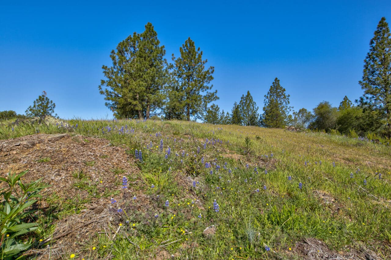 Trembath Mountain Vista