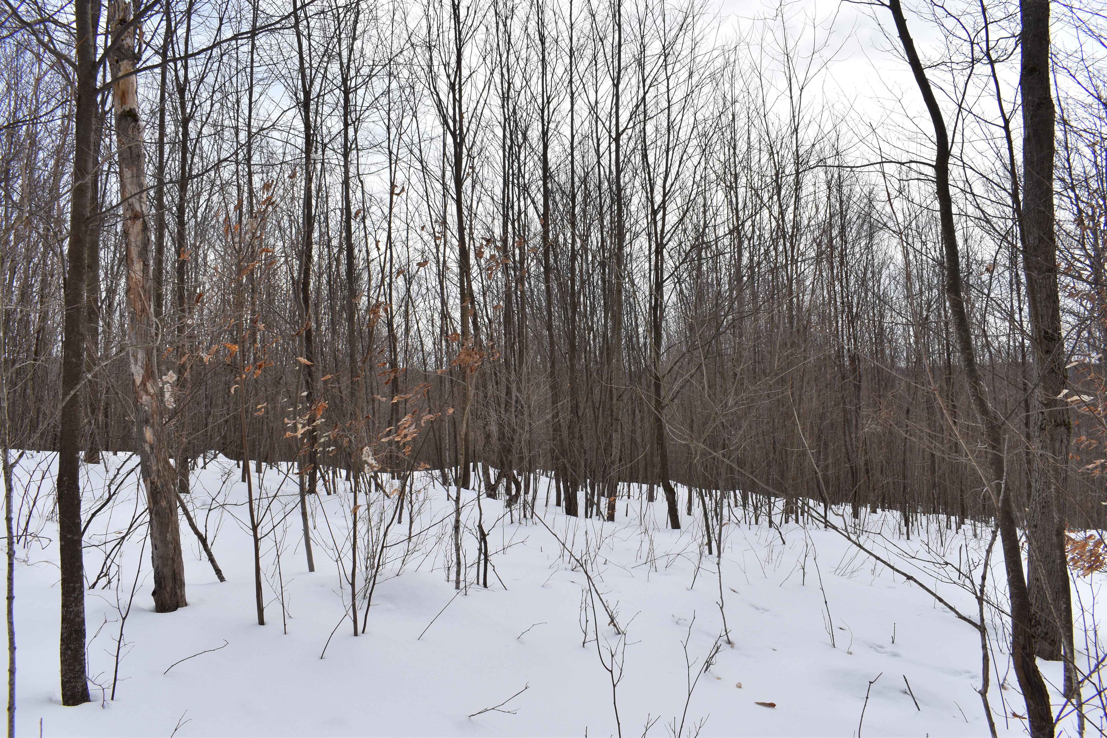Morgan Hollow