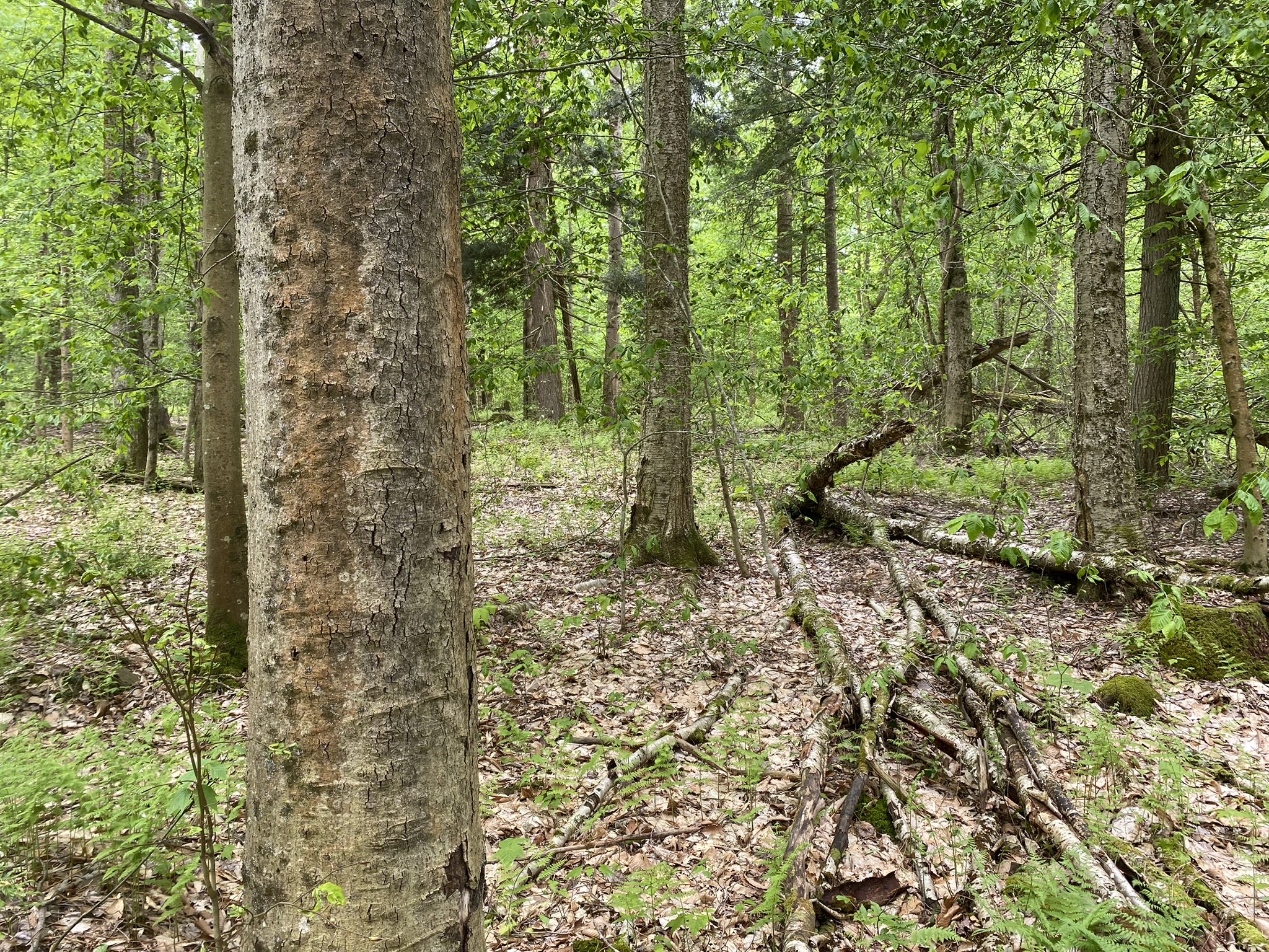 Little Salmon River Country