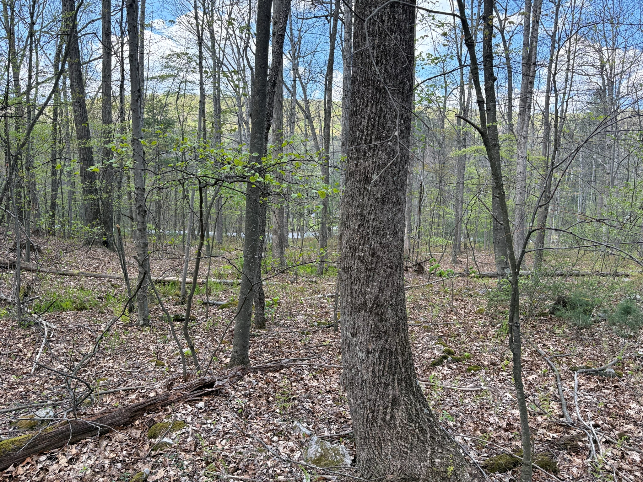 Listing Image 26