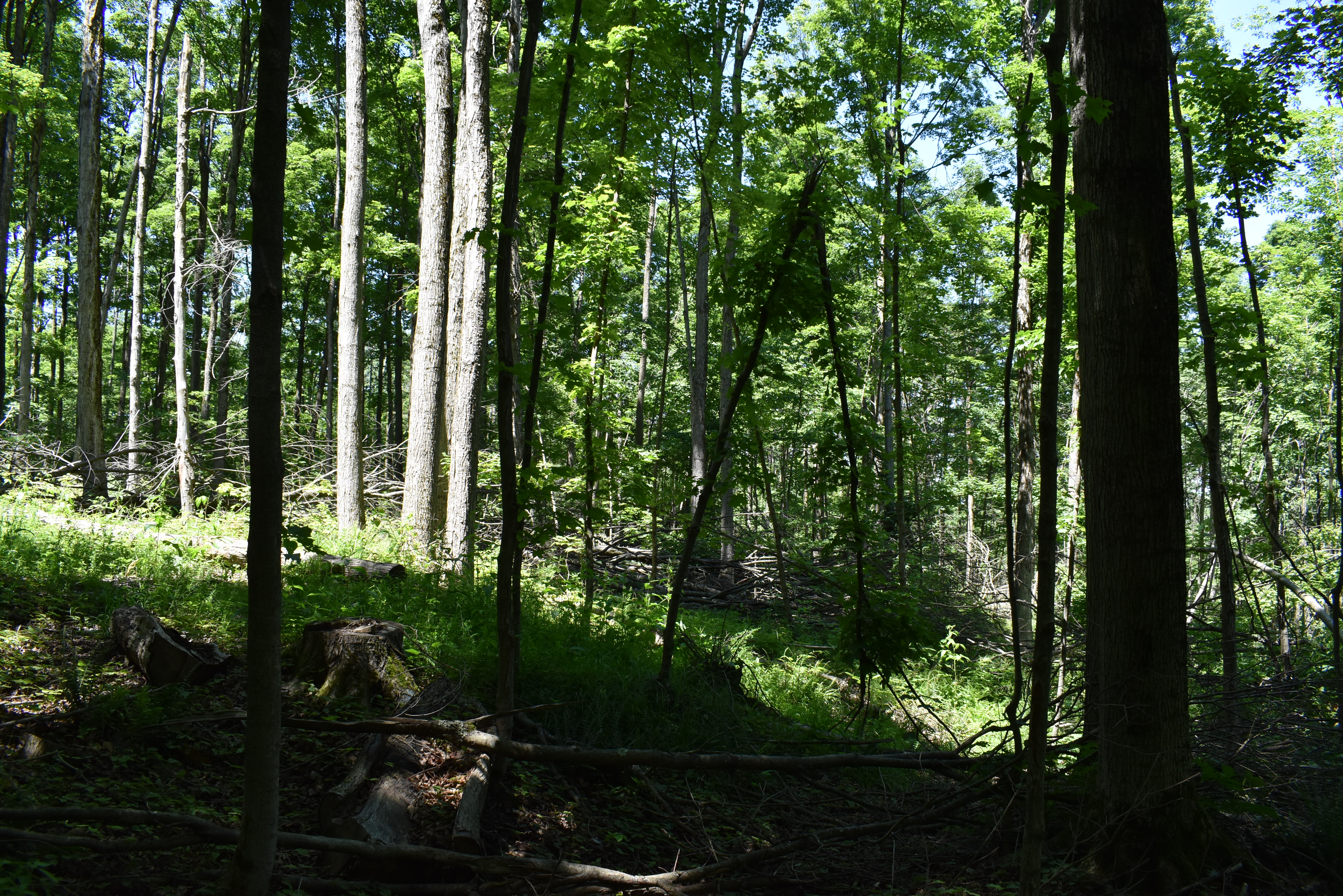Fabulous Farrington Hollow