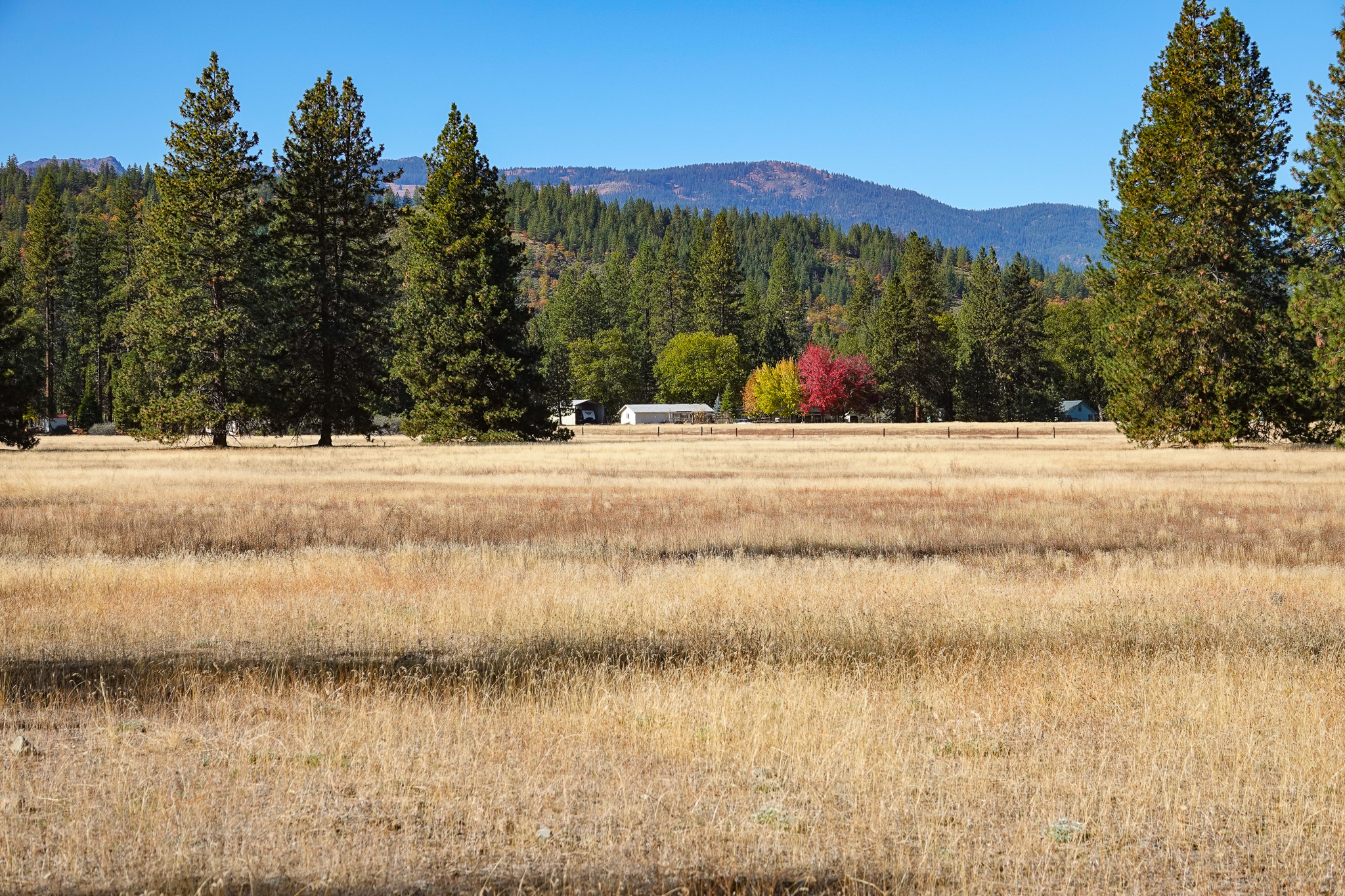 Mountain View Meadow