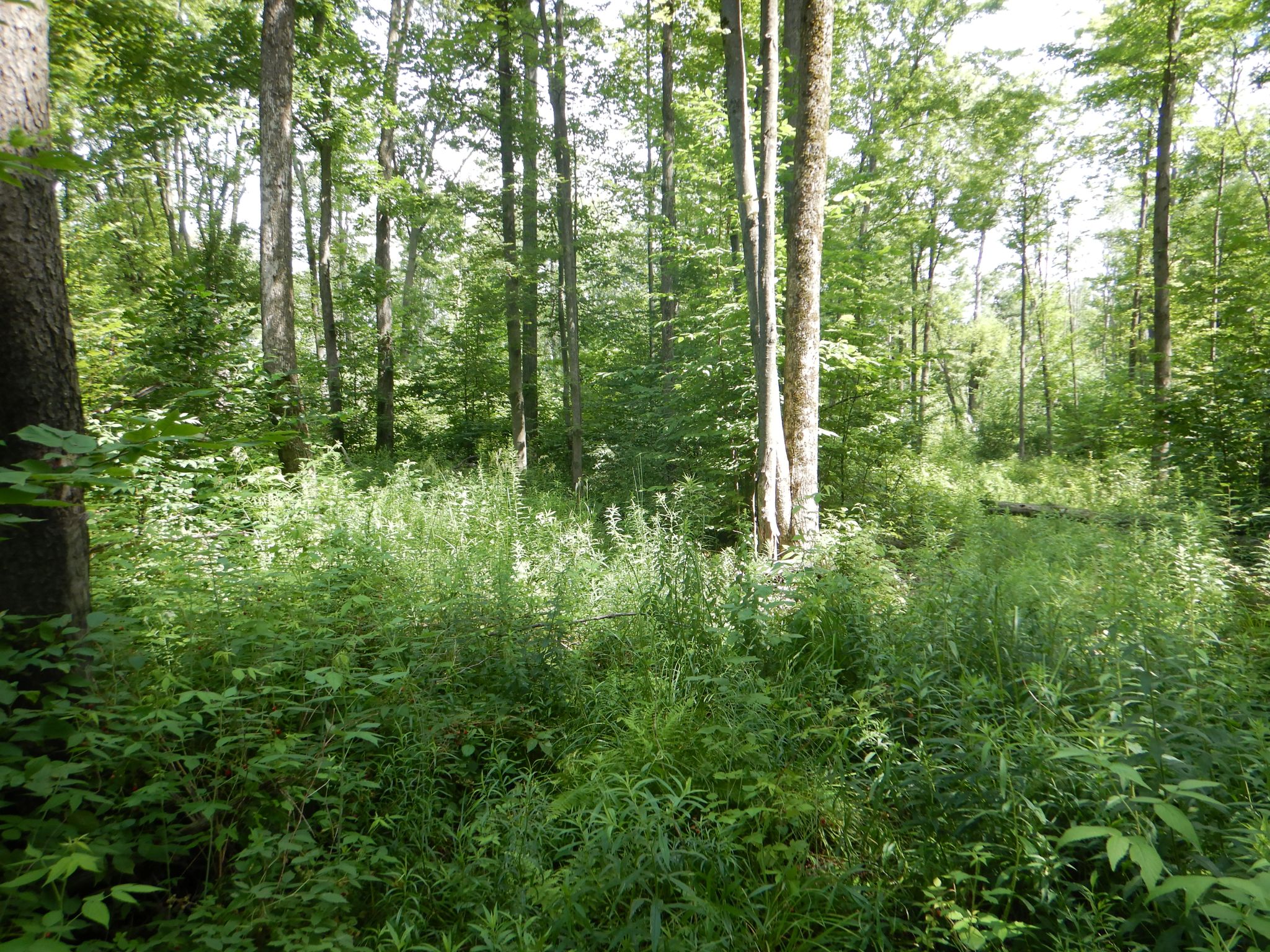 Listing Image 34
