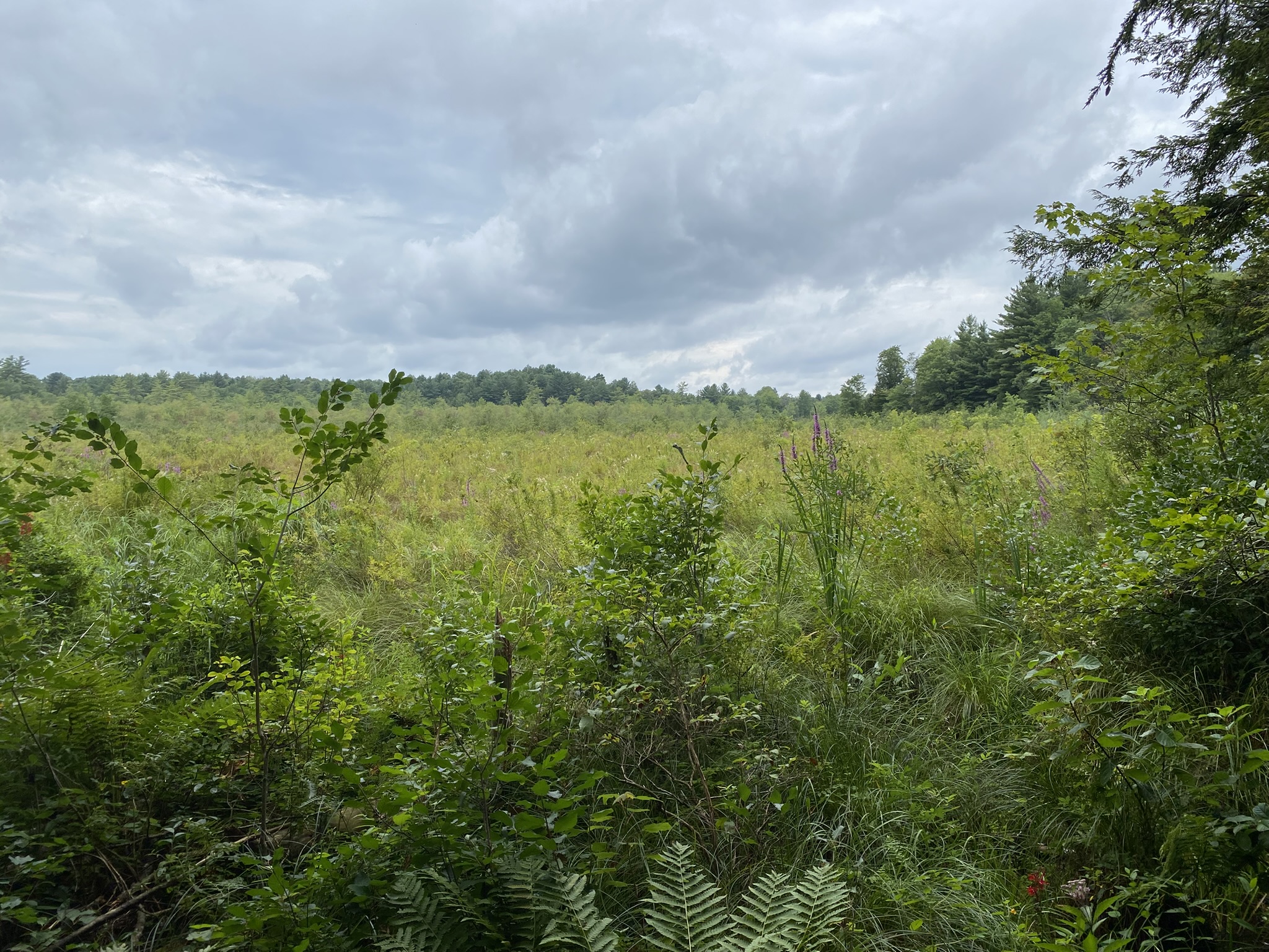 Cabin on the Little River