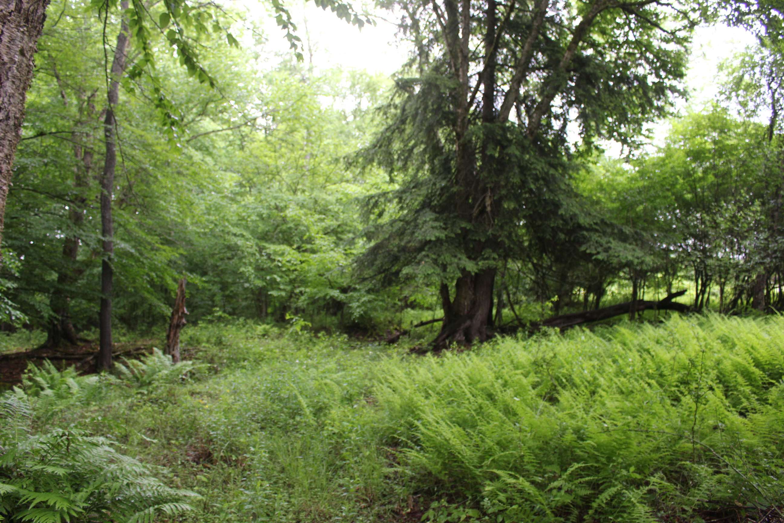 Dodge Creek