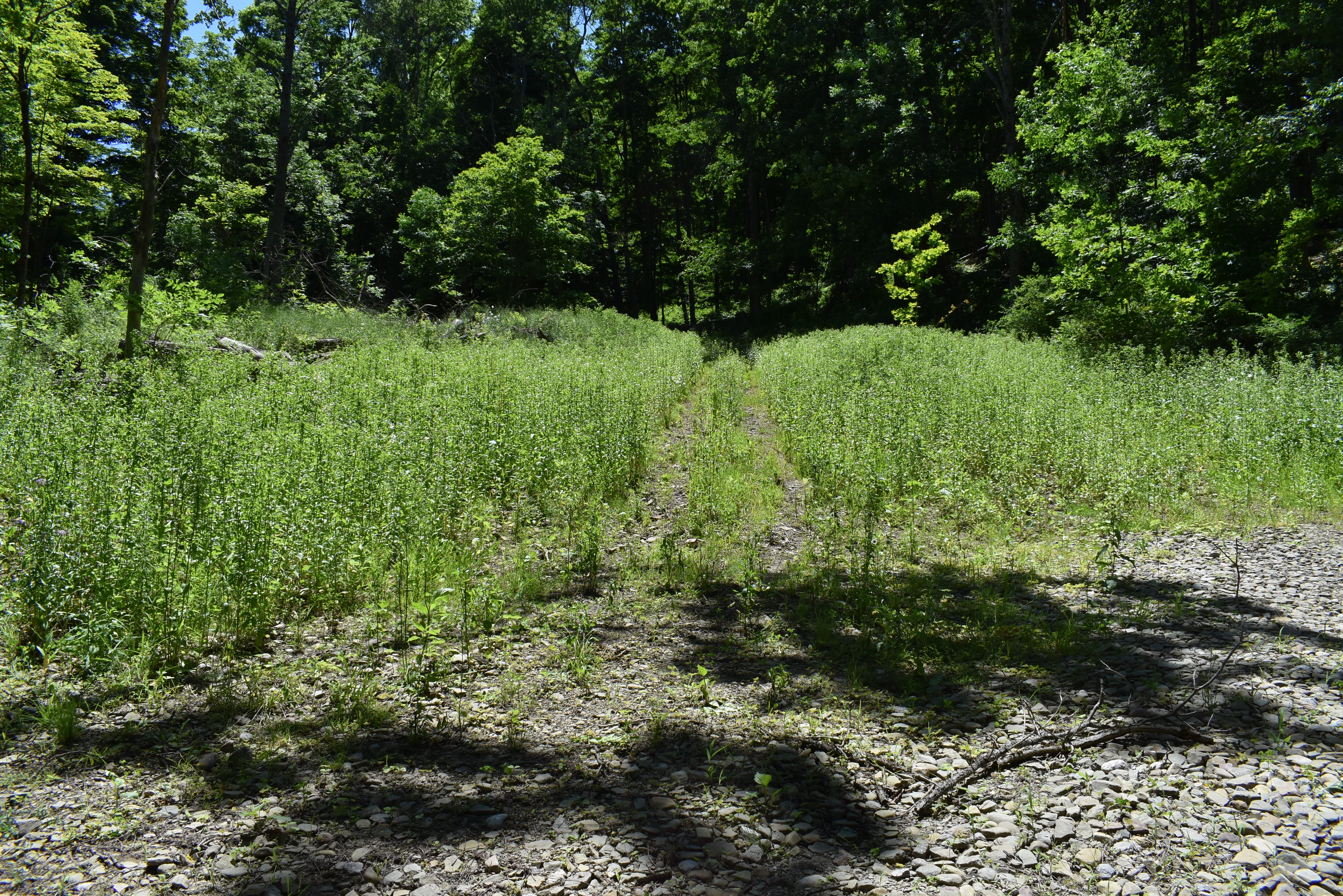 Fabulous Farrington Hollow