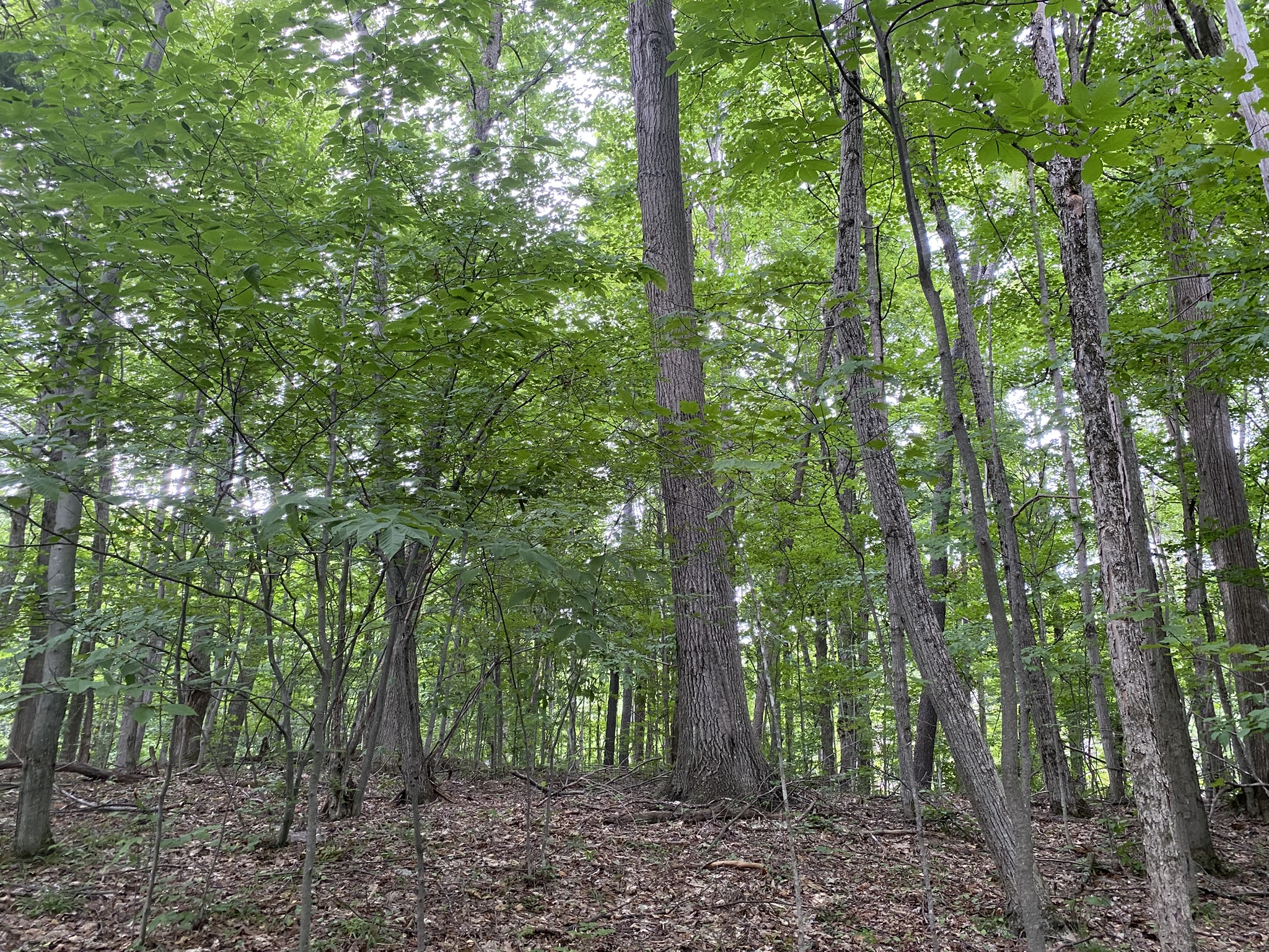 Listing Image 78