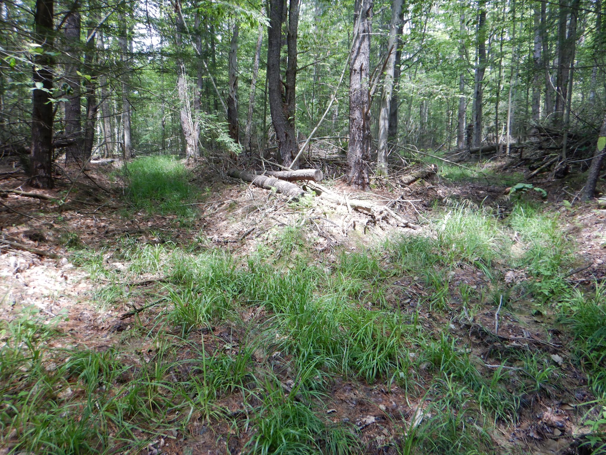 Chaffee Creek