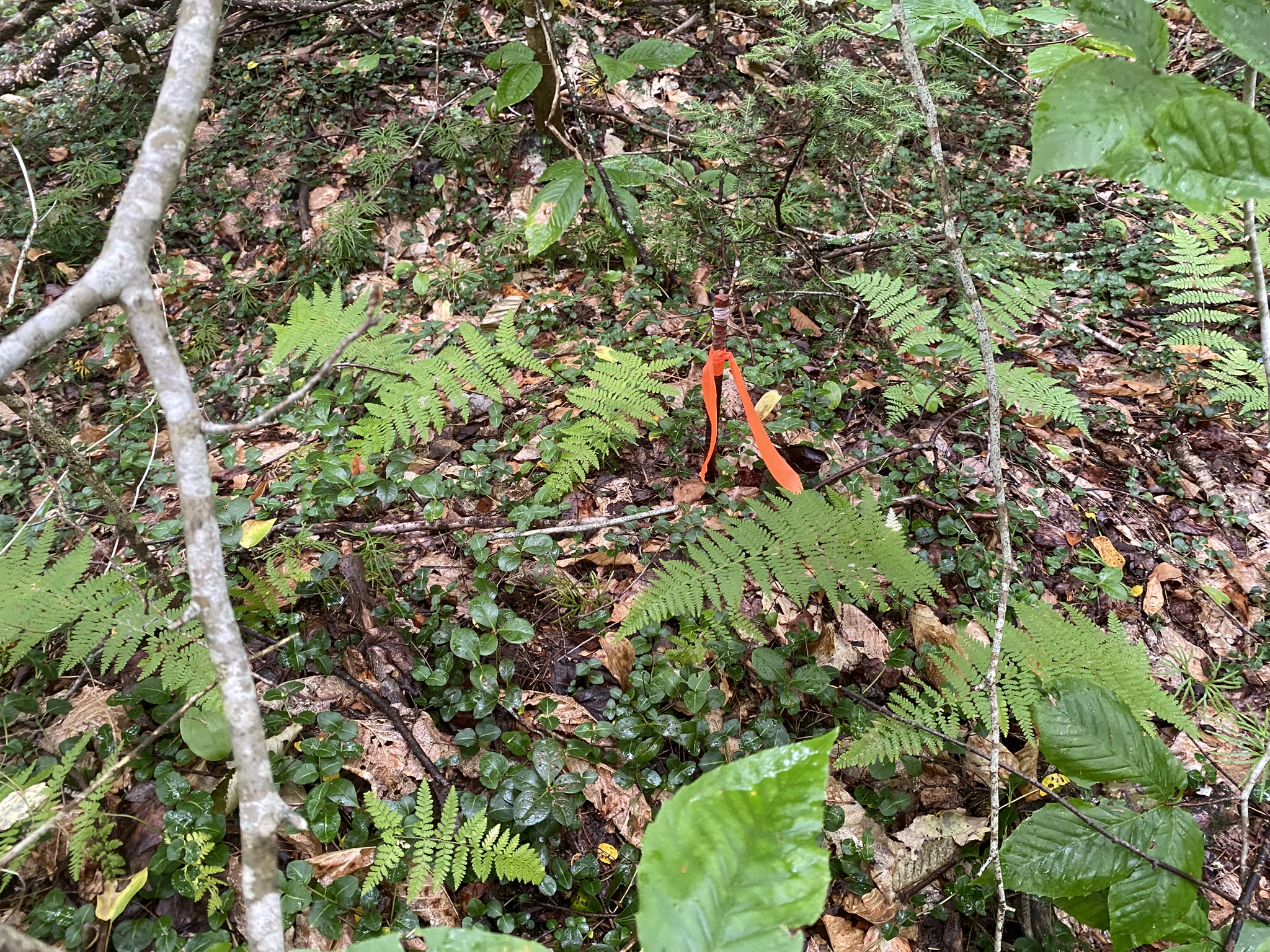 Cabin on the Little River