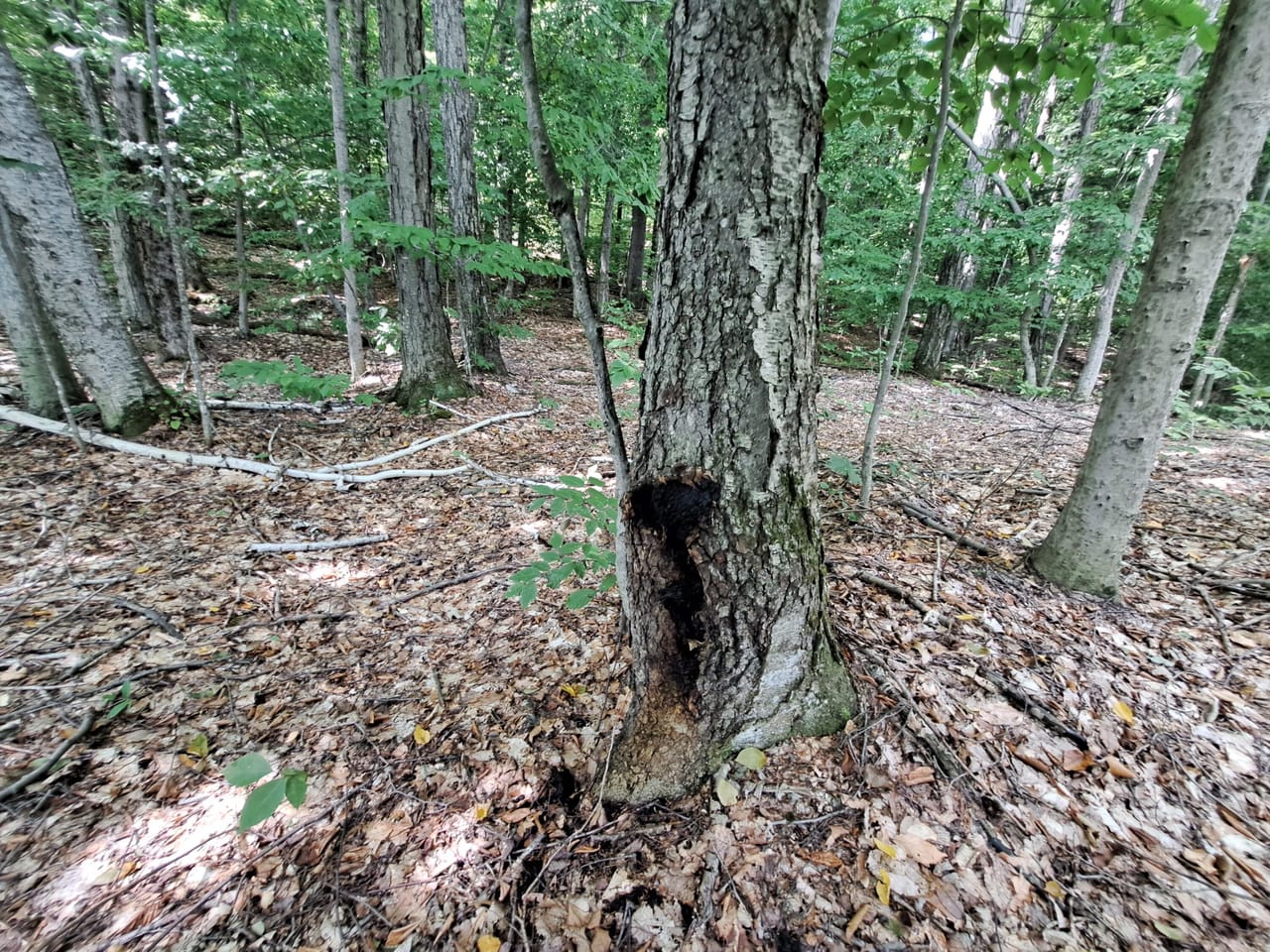 Listing Image 8