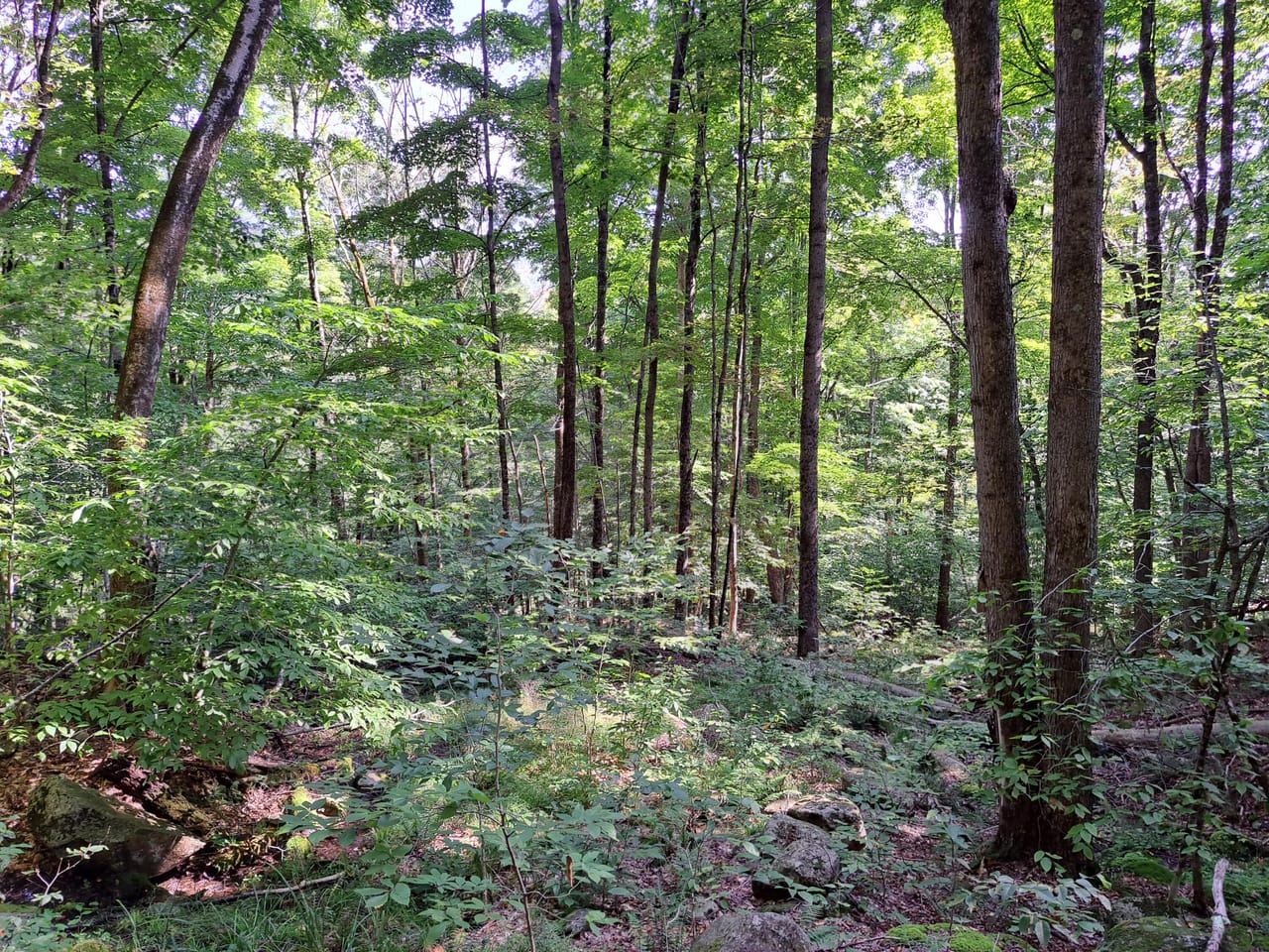 Listing Image 20