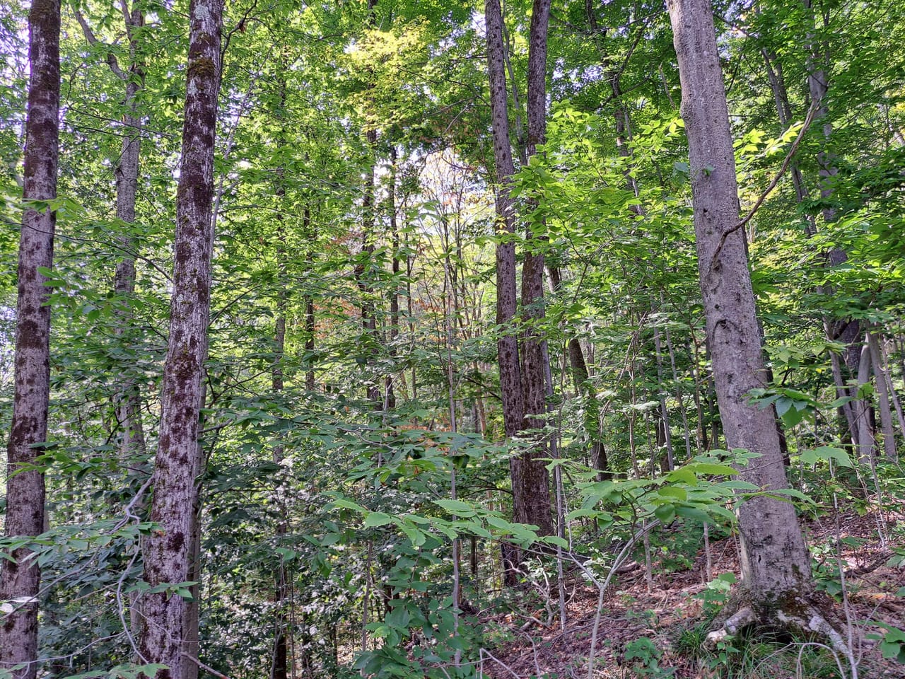 Listing Image 21