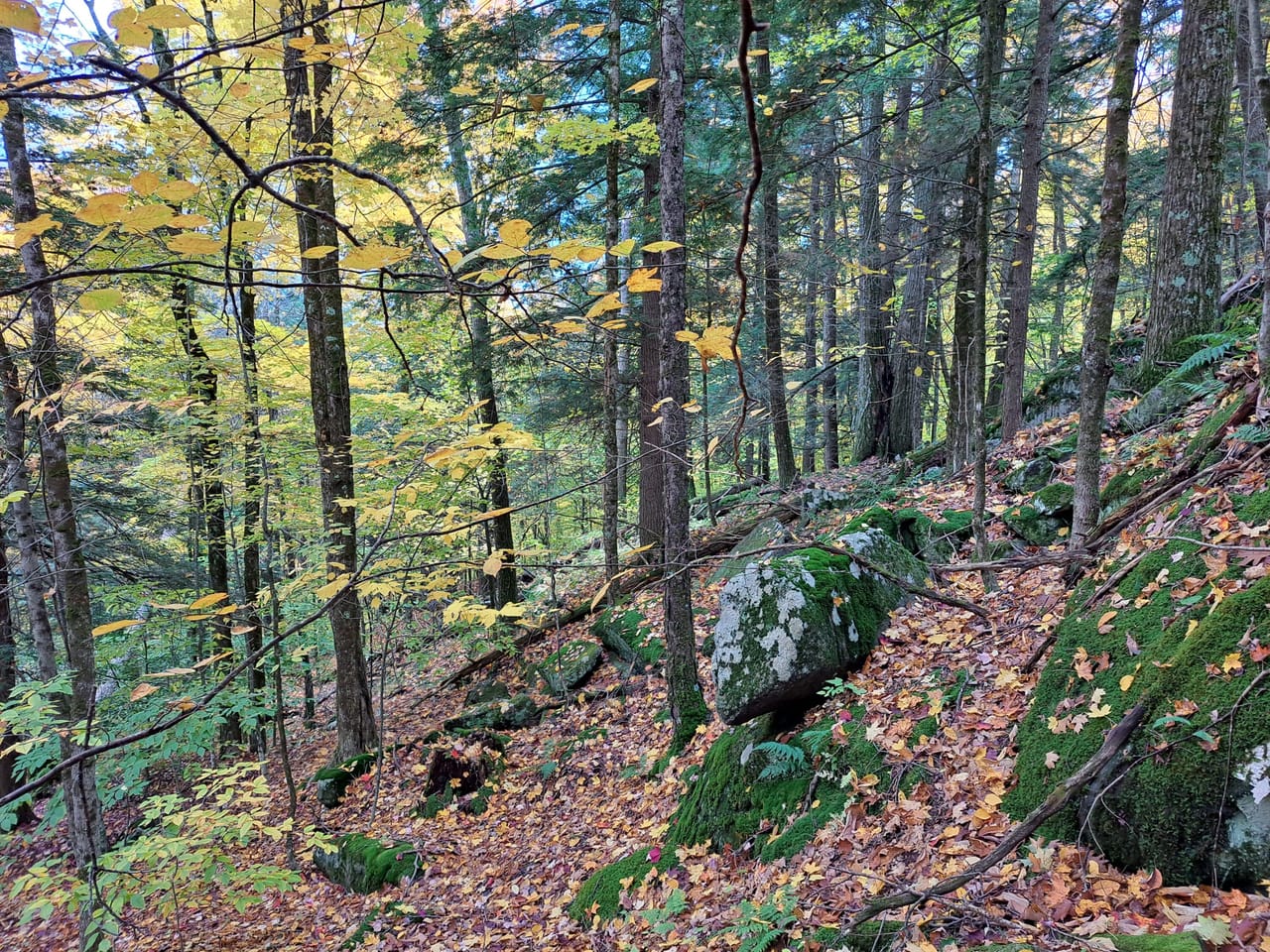 Listing Image 64