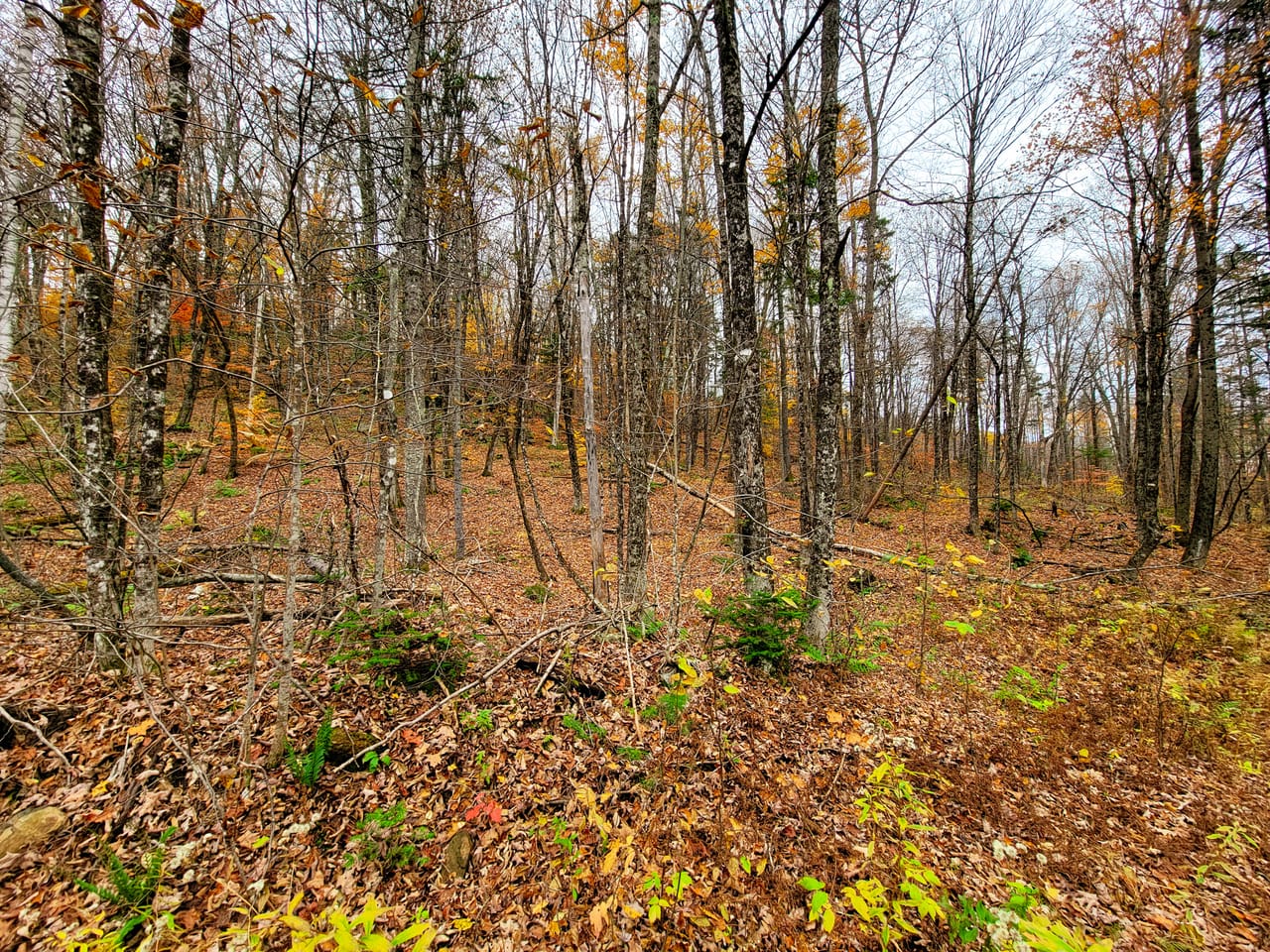 Listing Image 80