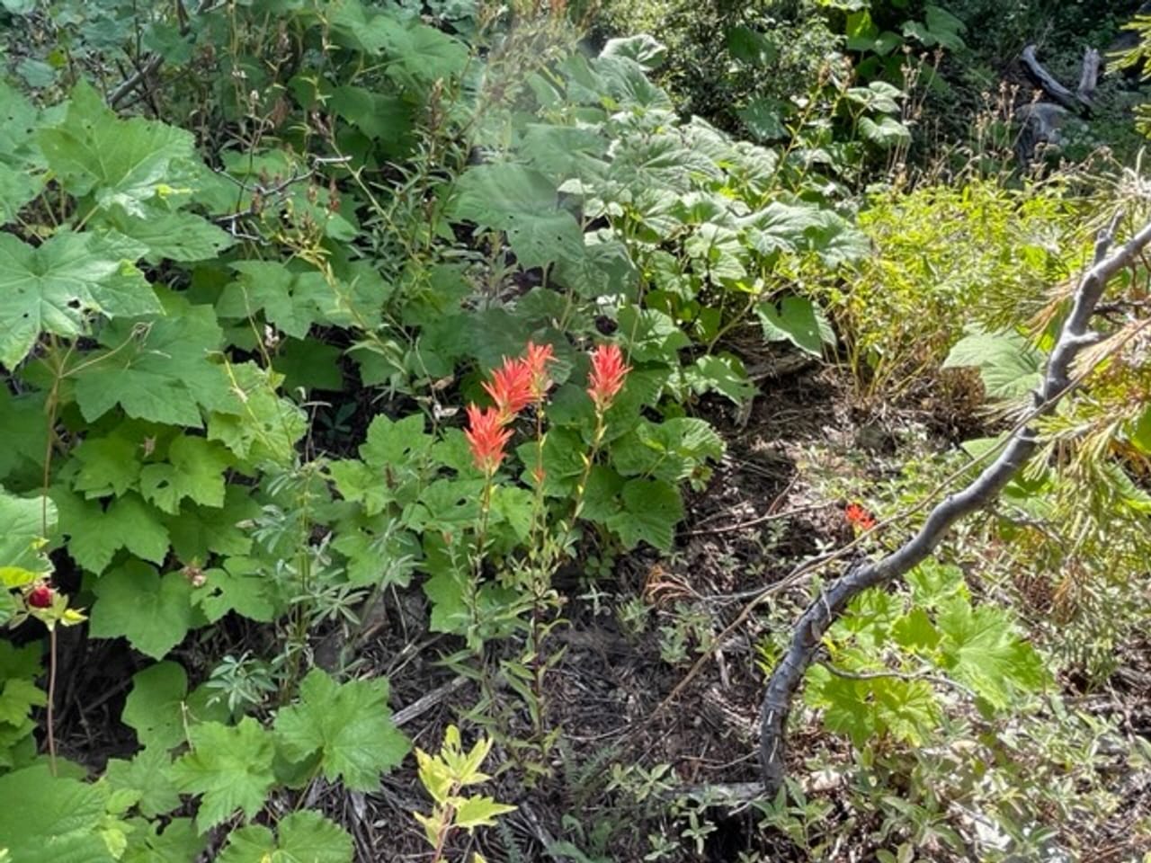 Listing Image 18
