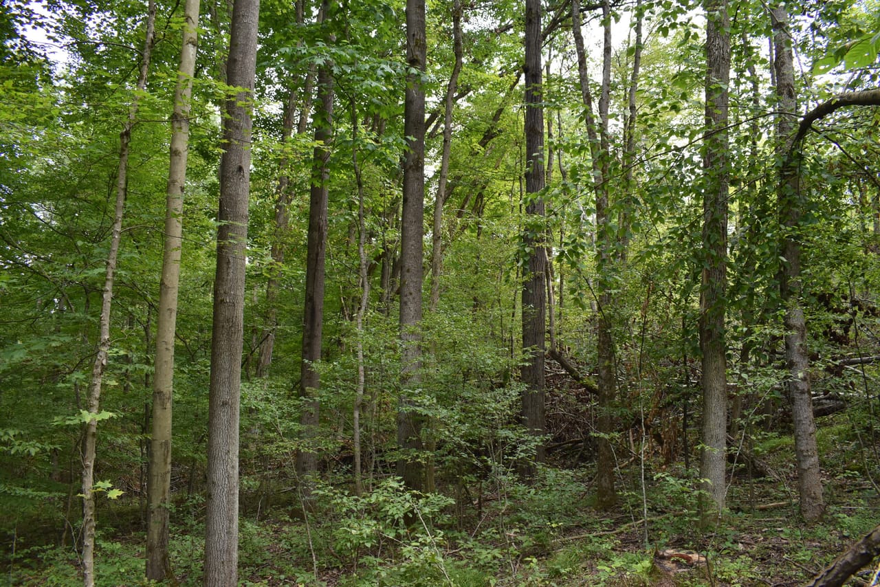 Listing Image 75