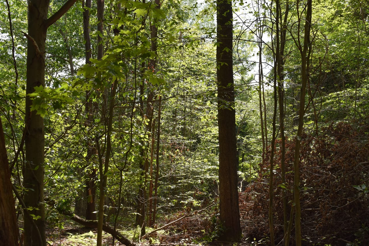 Listing Image 15