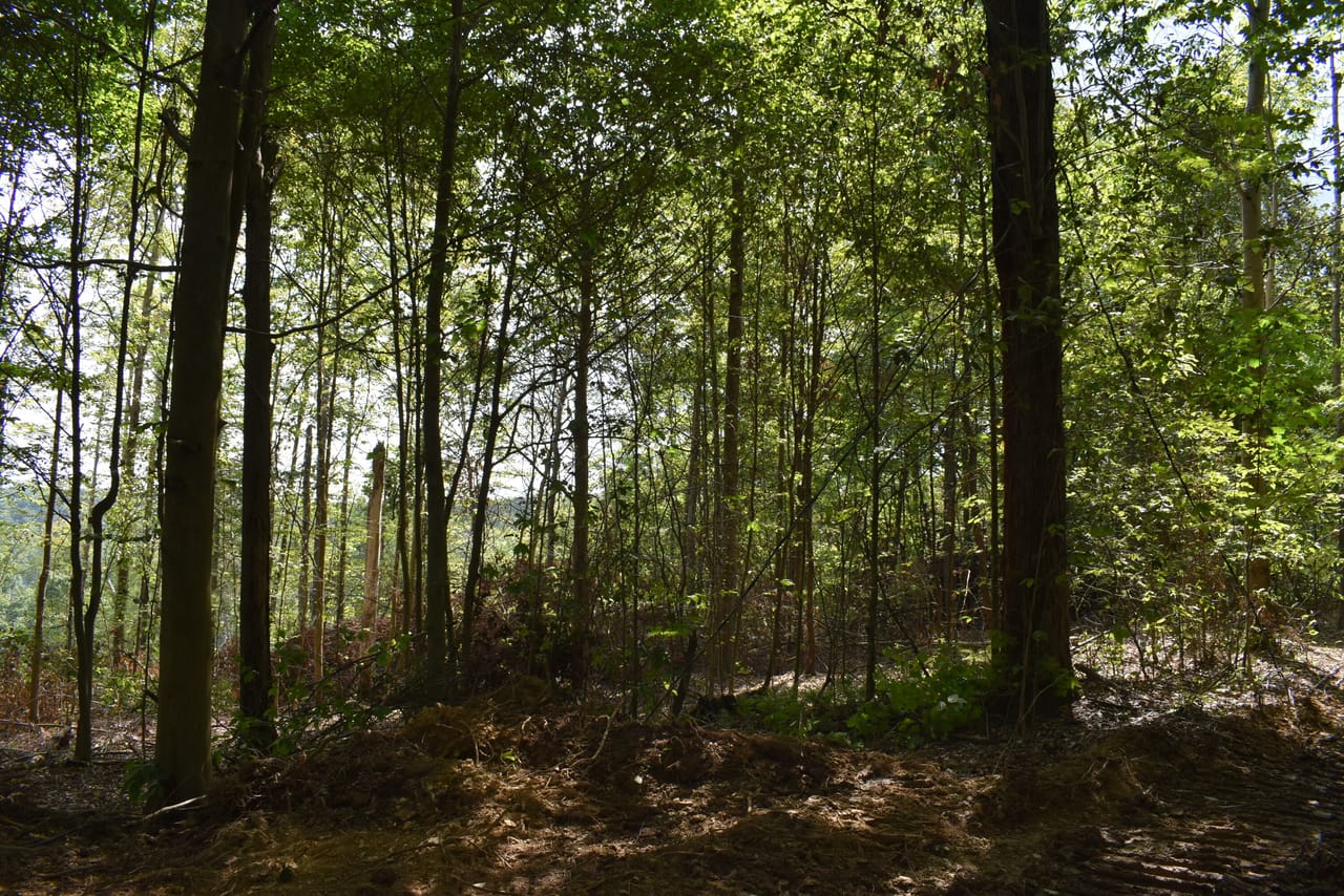 Listing Image 68