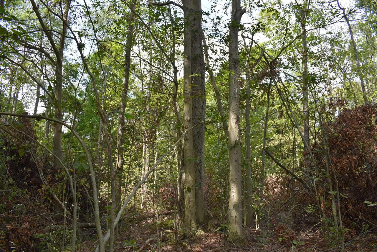Listing Image 46