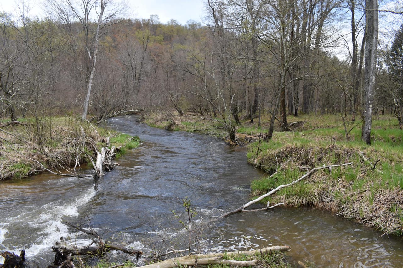 Salmon Creek