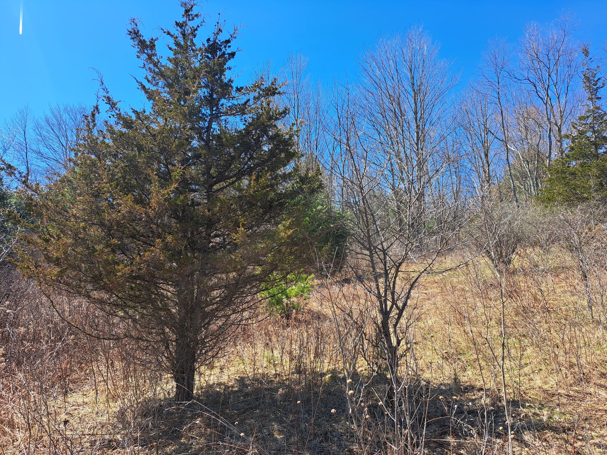 Listing Image 53