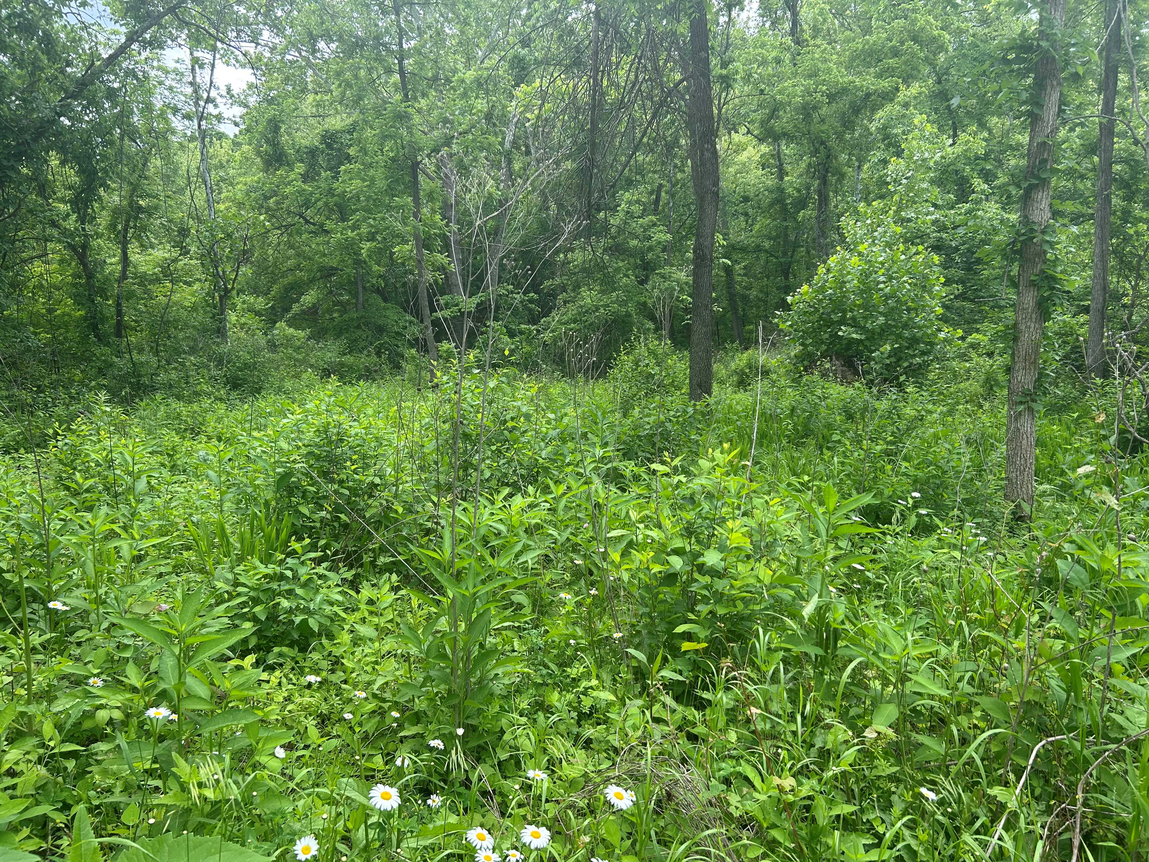 Kolb Branch