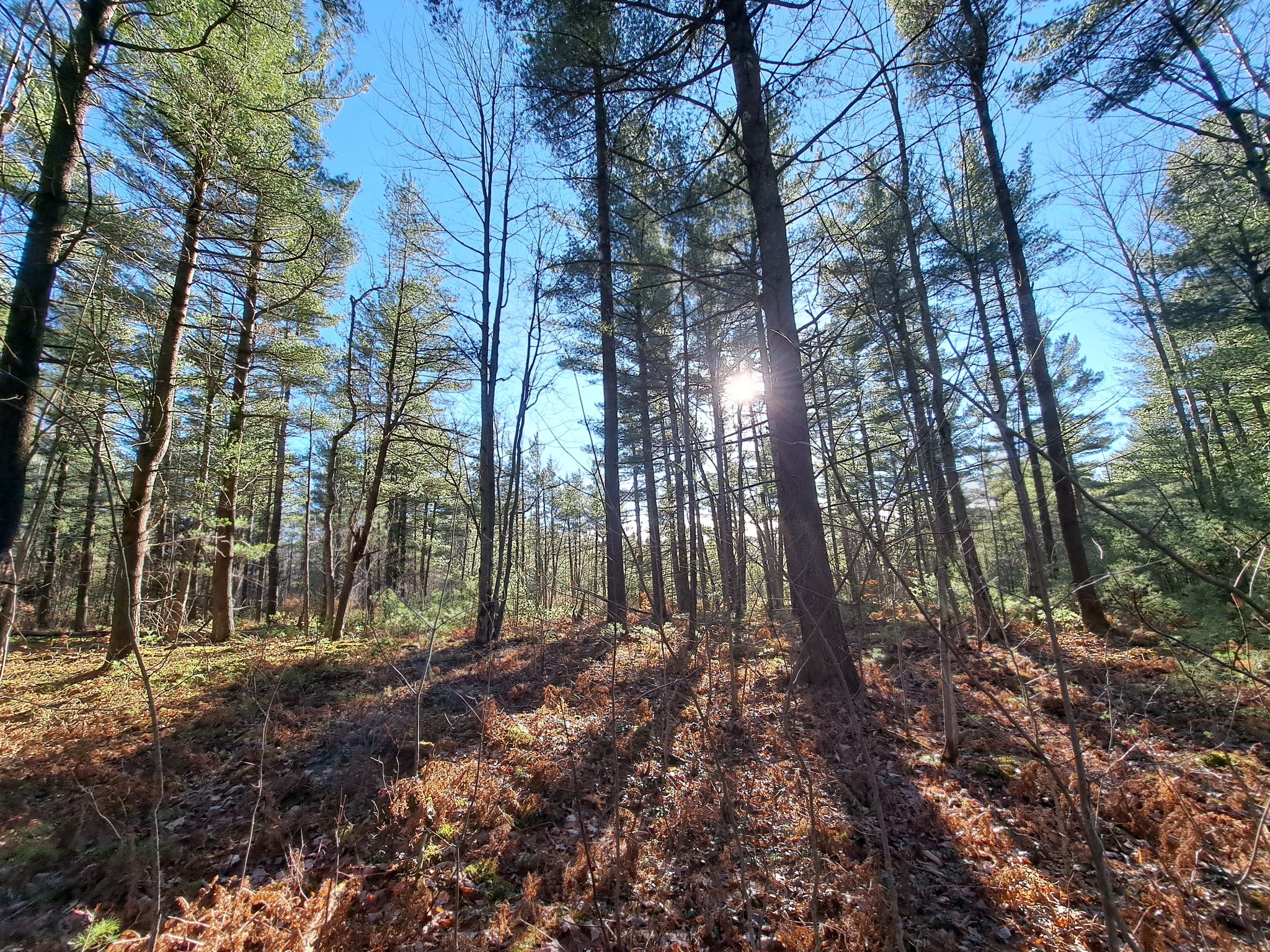 Listing Image 82