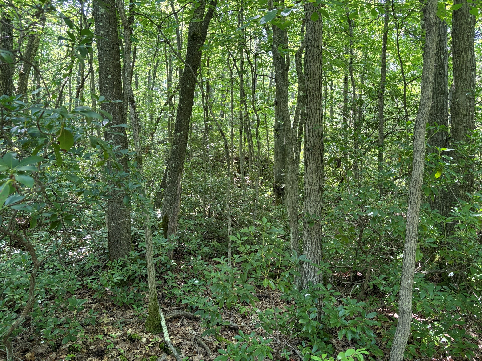 Listing Image 56