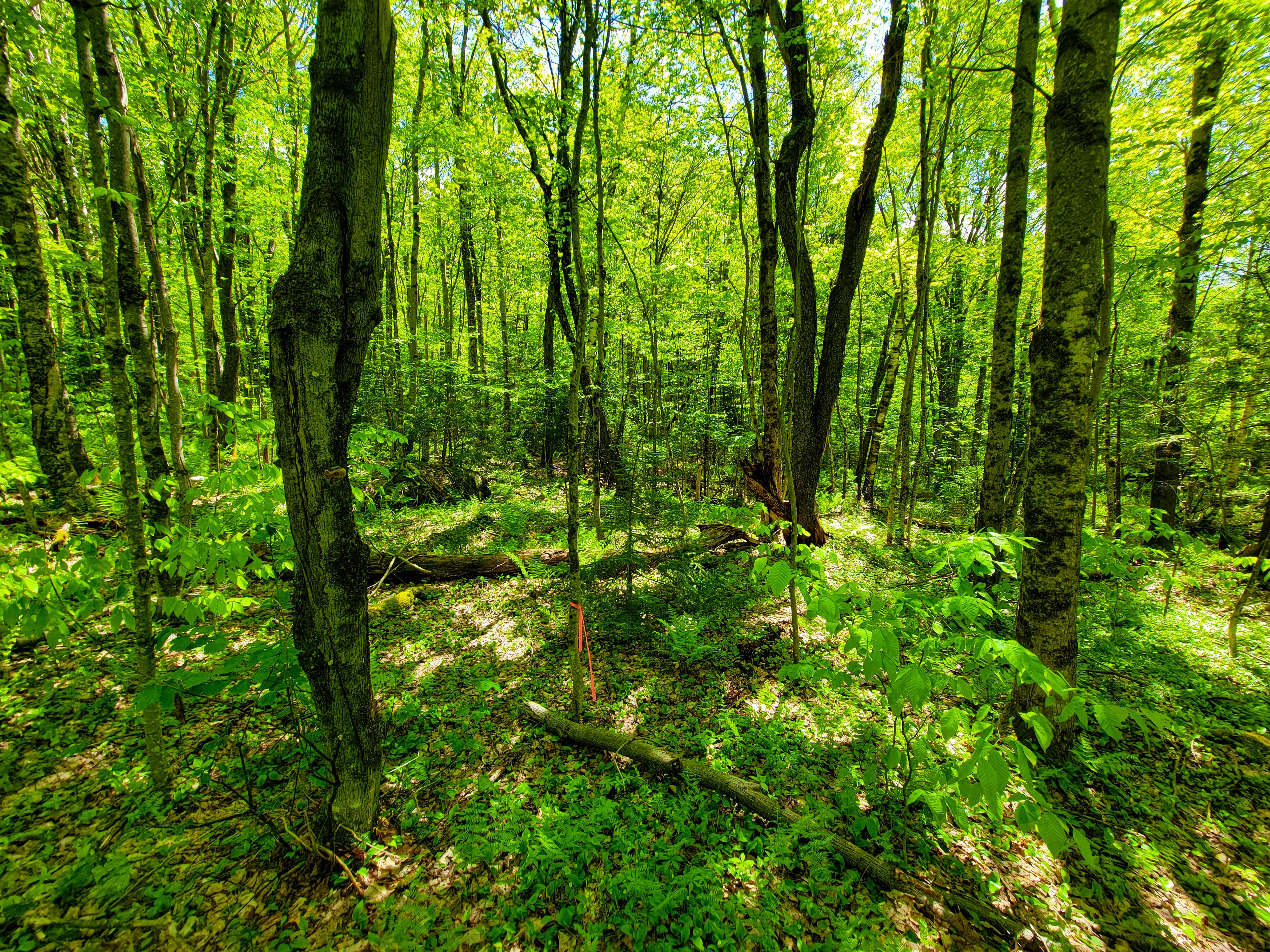 925 Hathaway Rd - Goshen