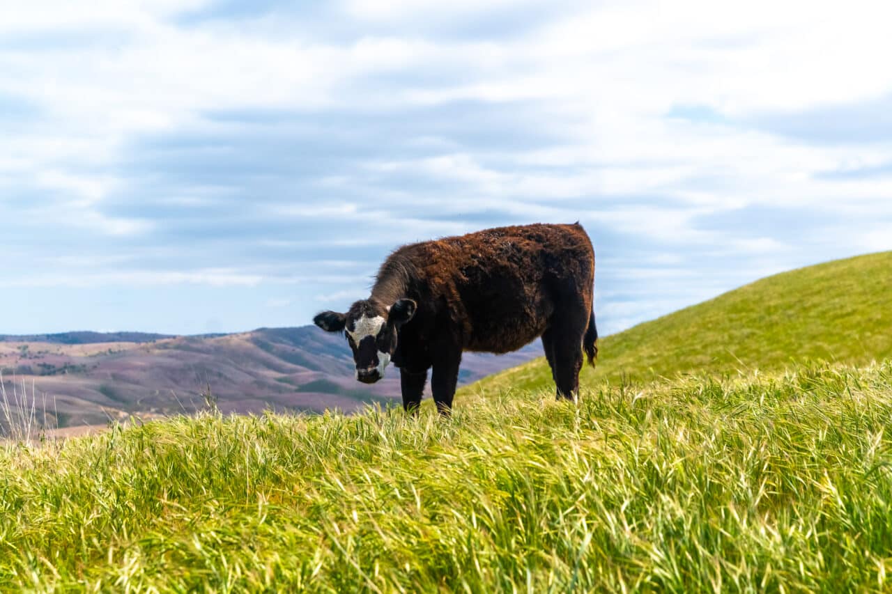 Pritchard Sumner Ranch