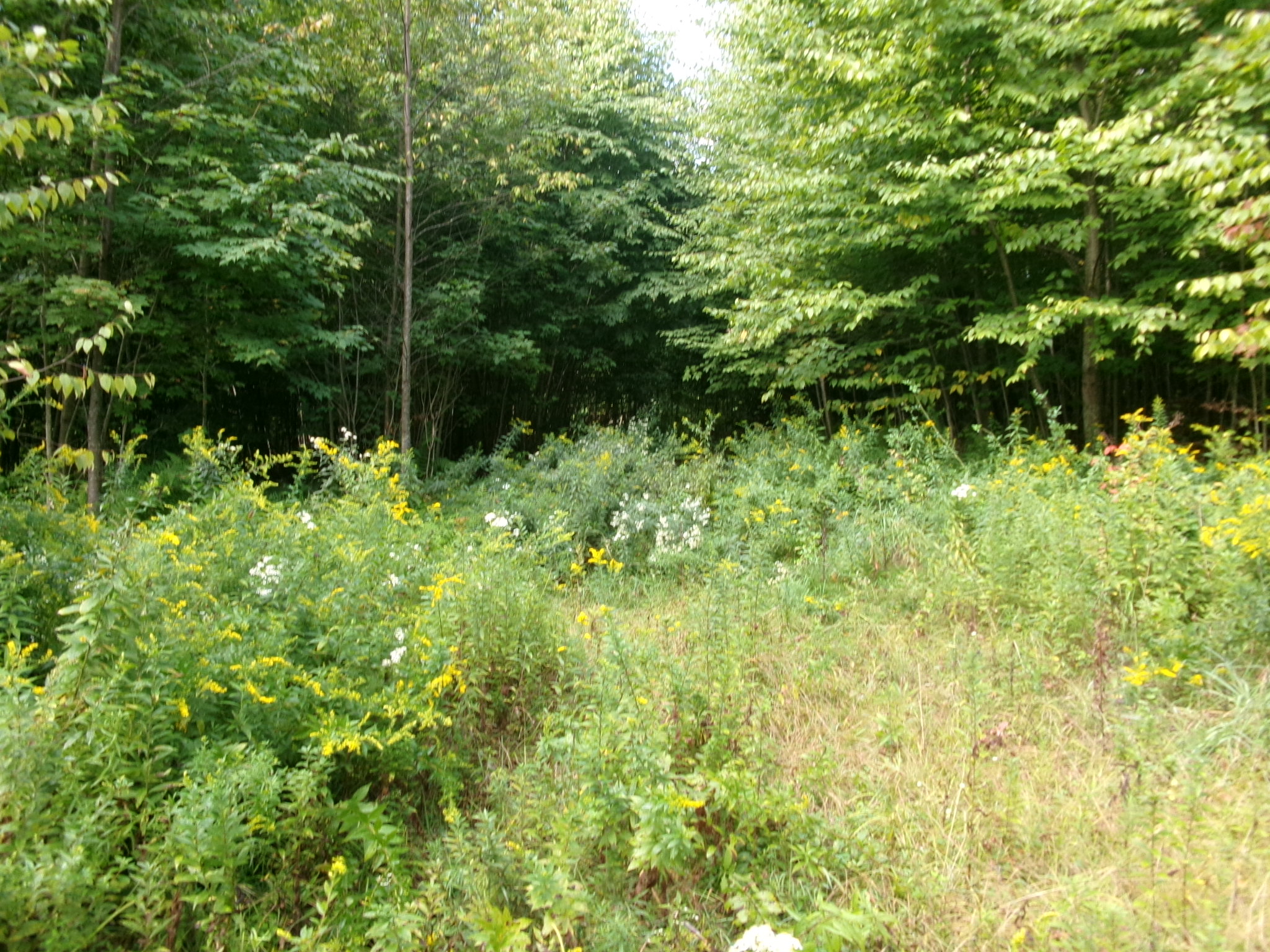 Listing Image 30