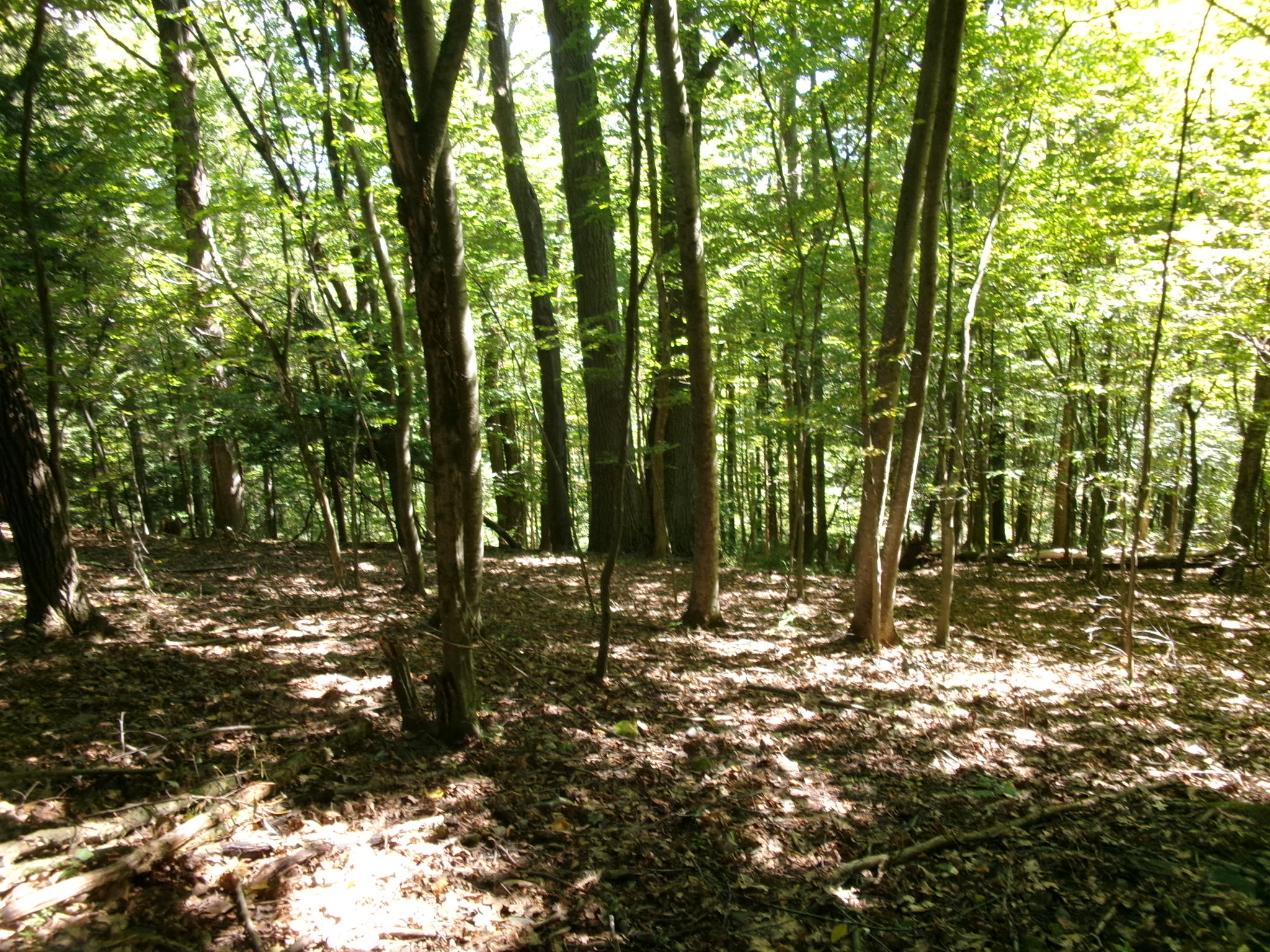 Listing Image 46