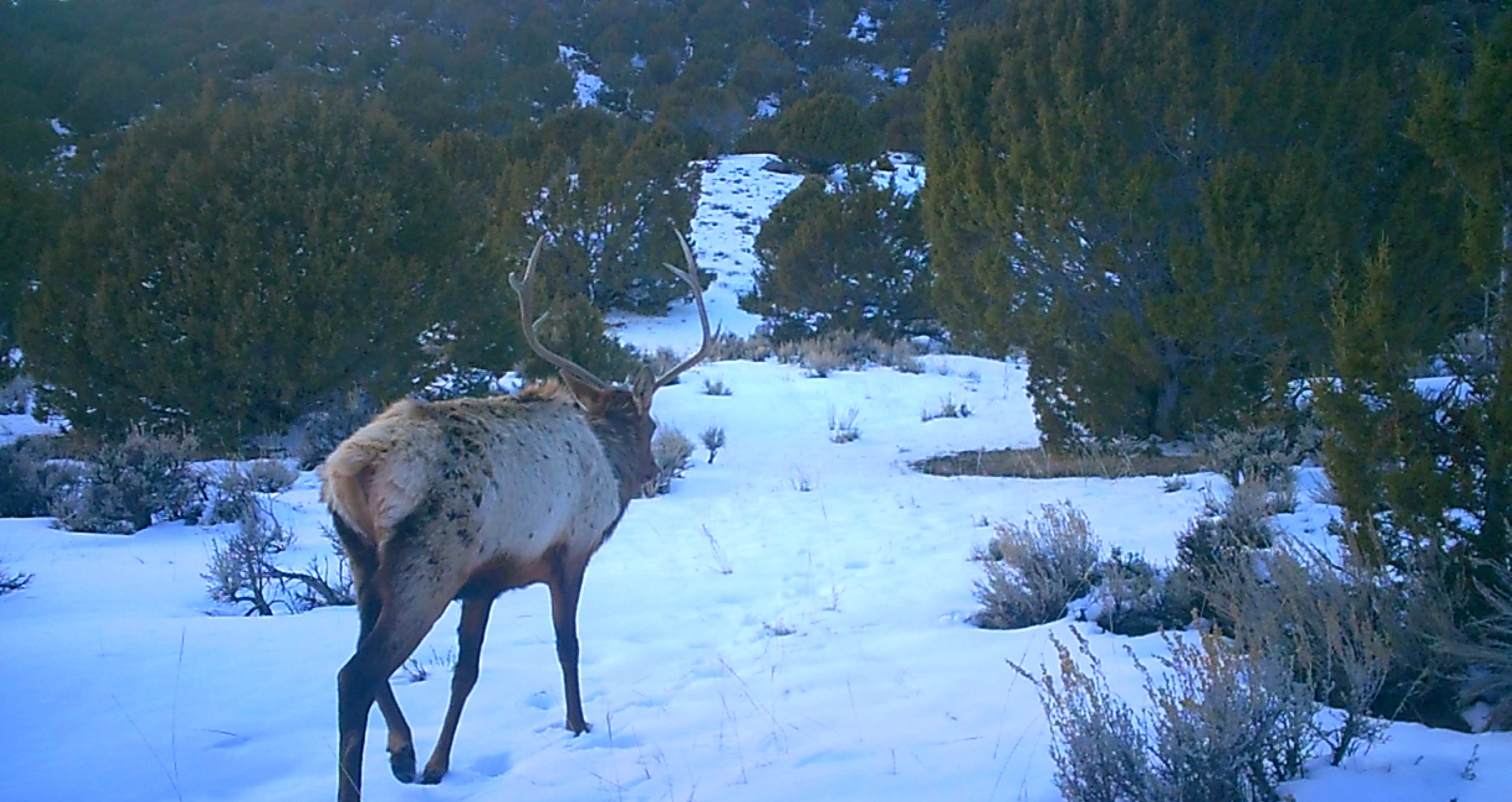 Maybell Grazing & Big Game Ranch