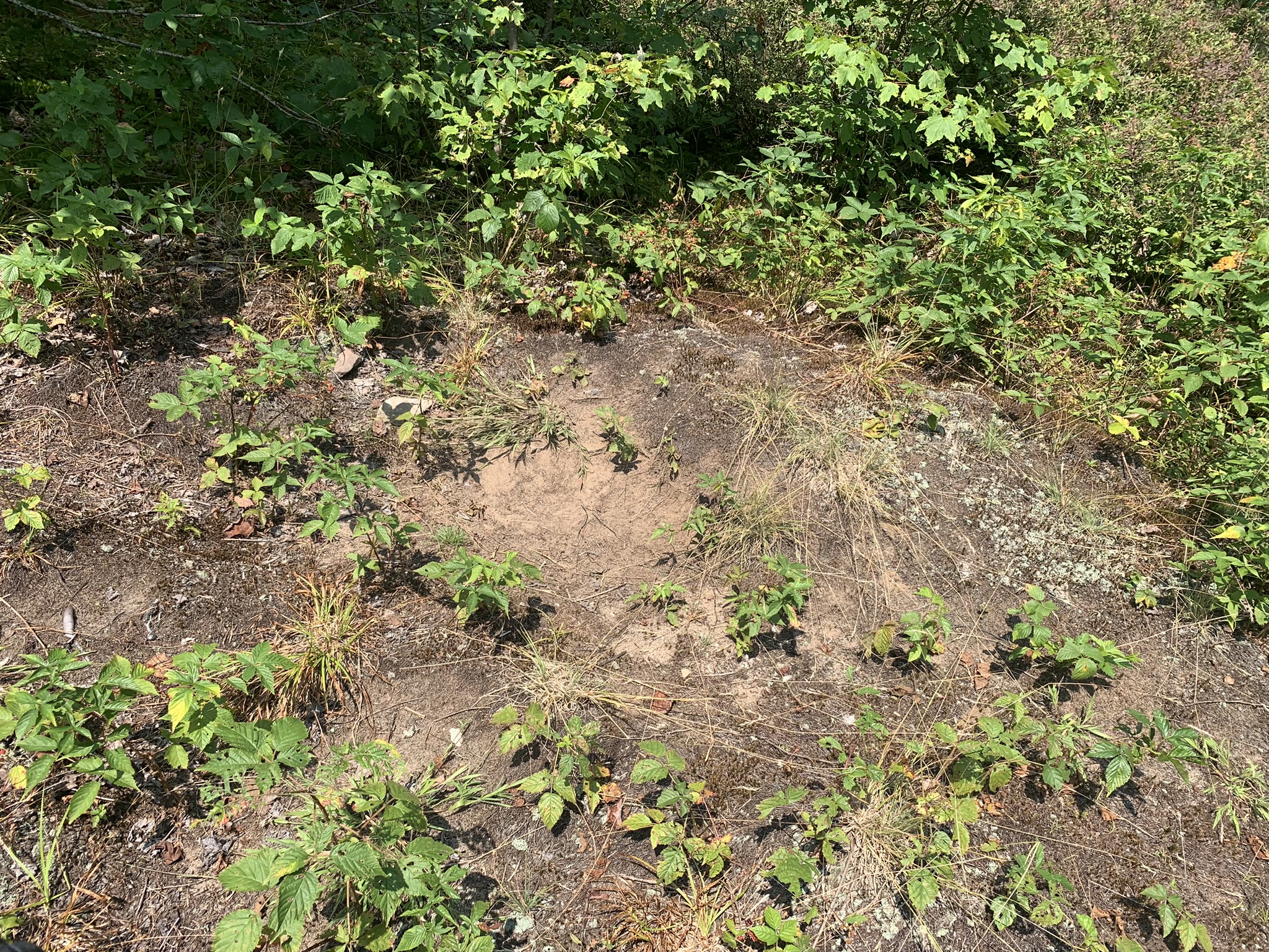Lyman Brook Forest