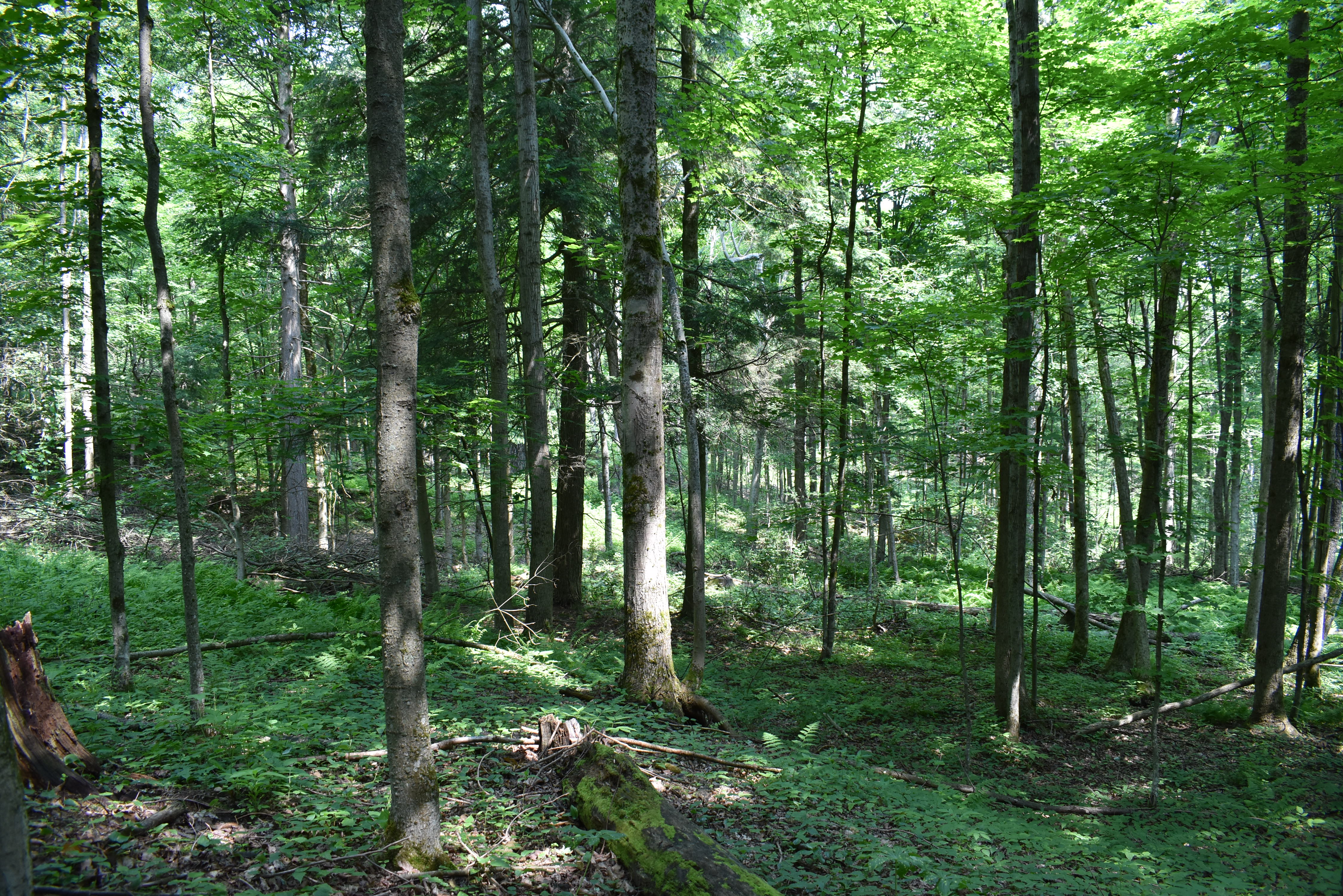 Listing Image 82