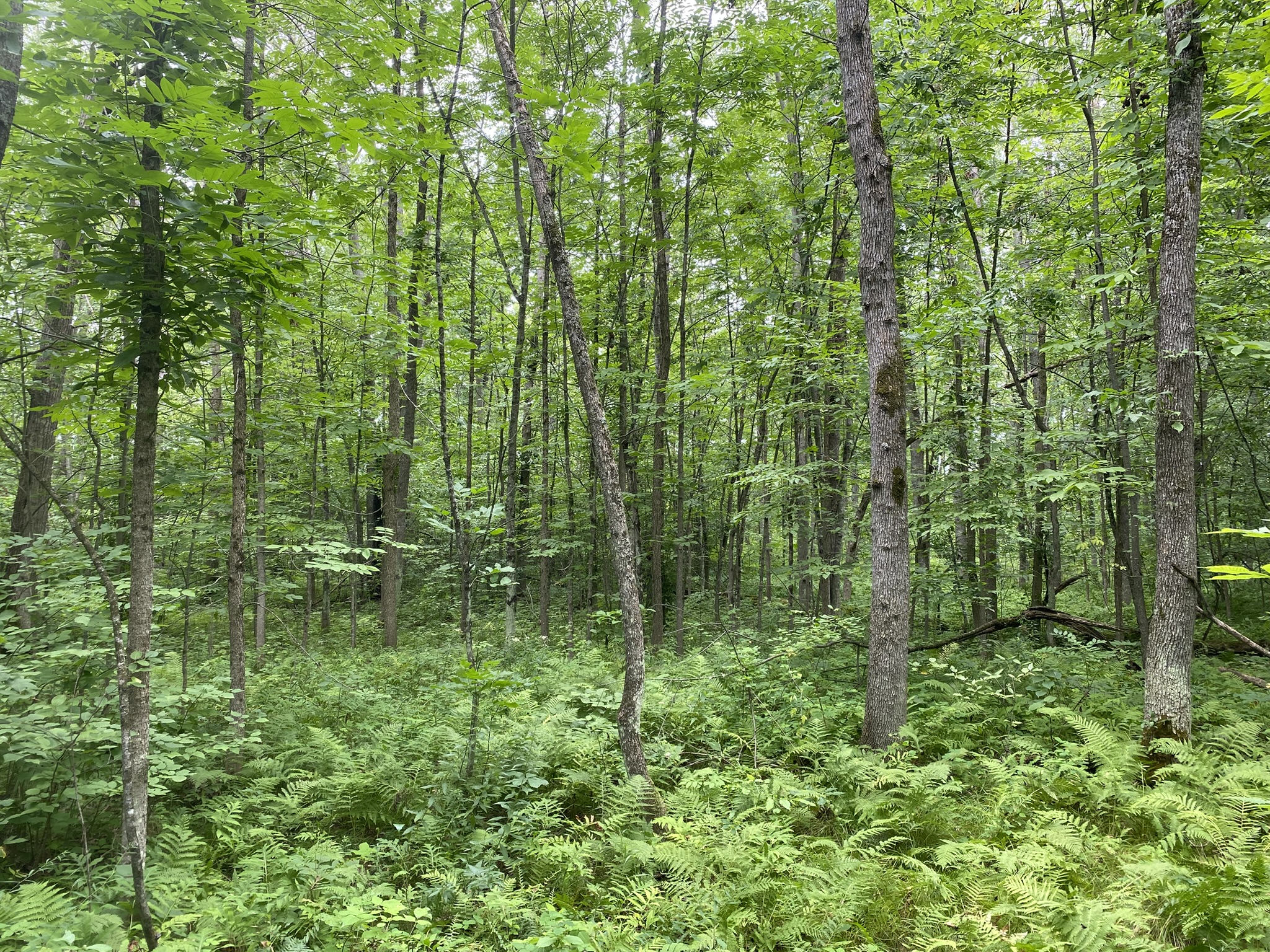 Listing Image 17