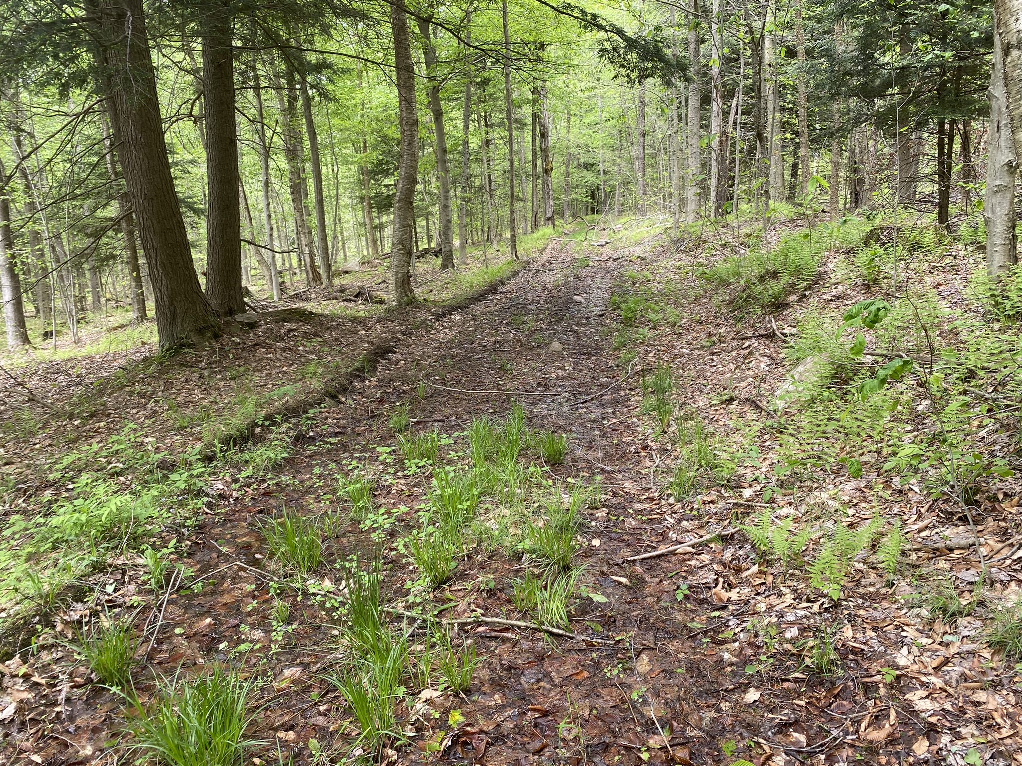 Little Salmon River Country