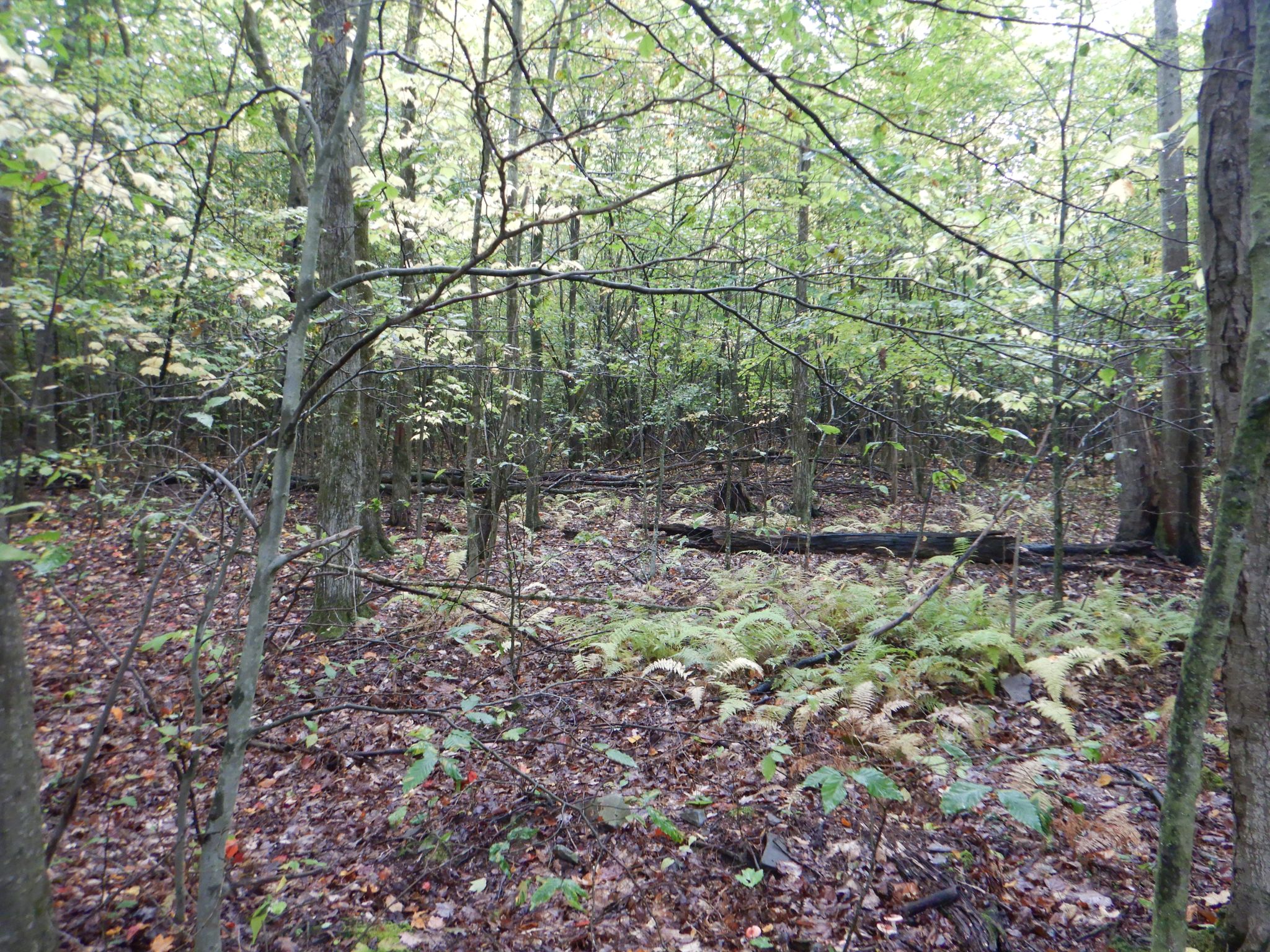 Listing Image 46