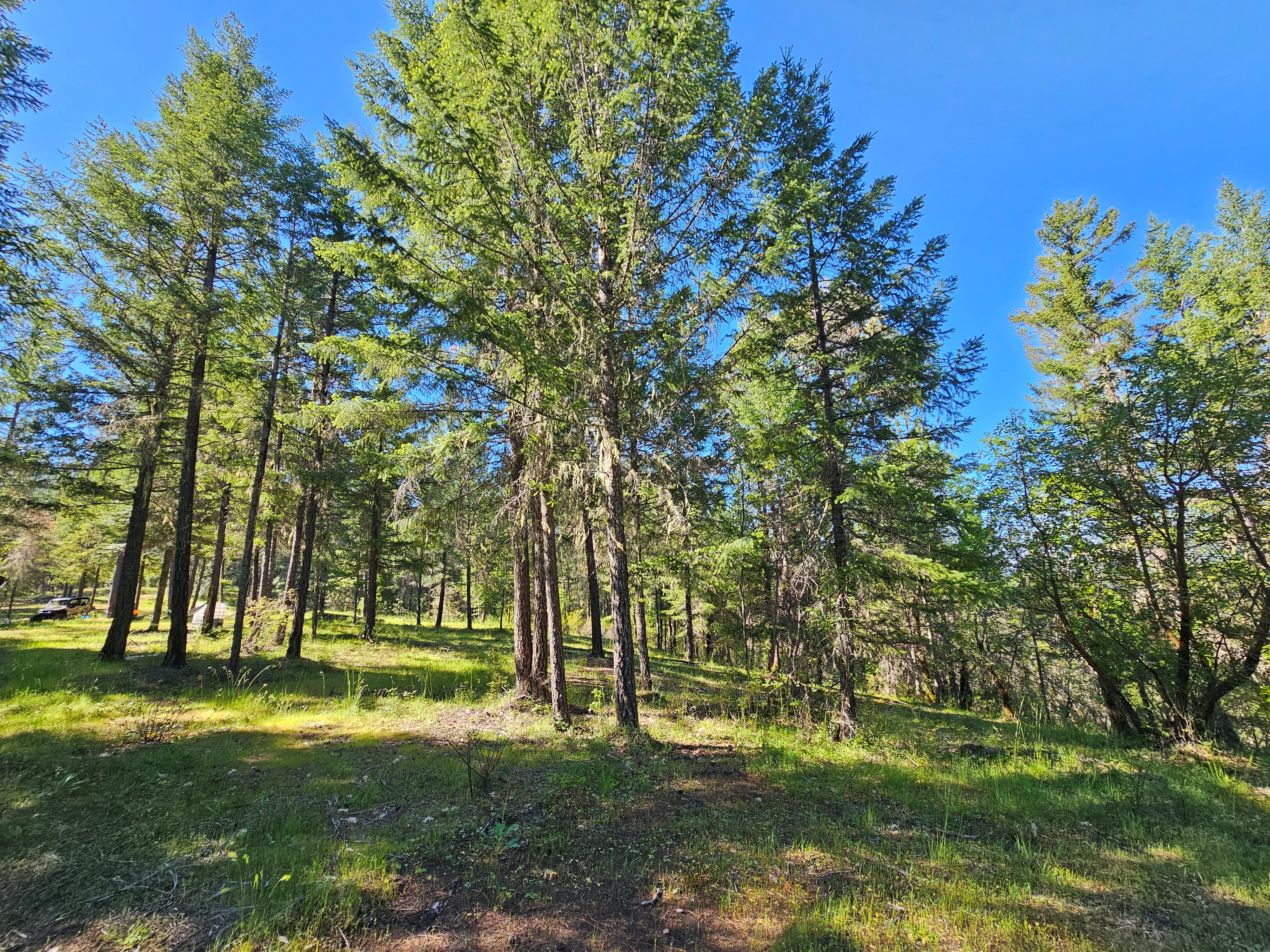 Elk Creek Road TL 3200