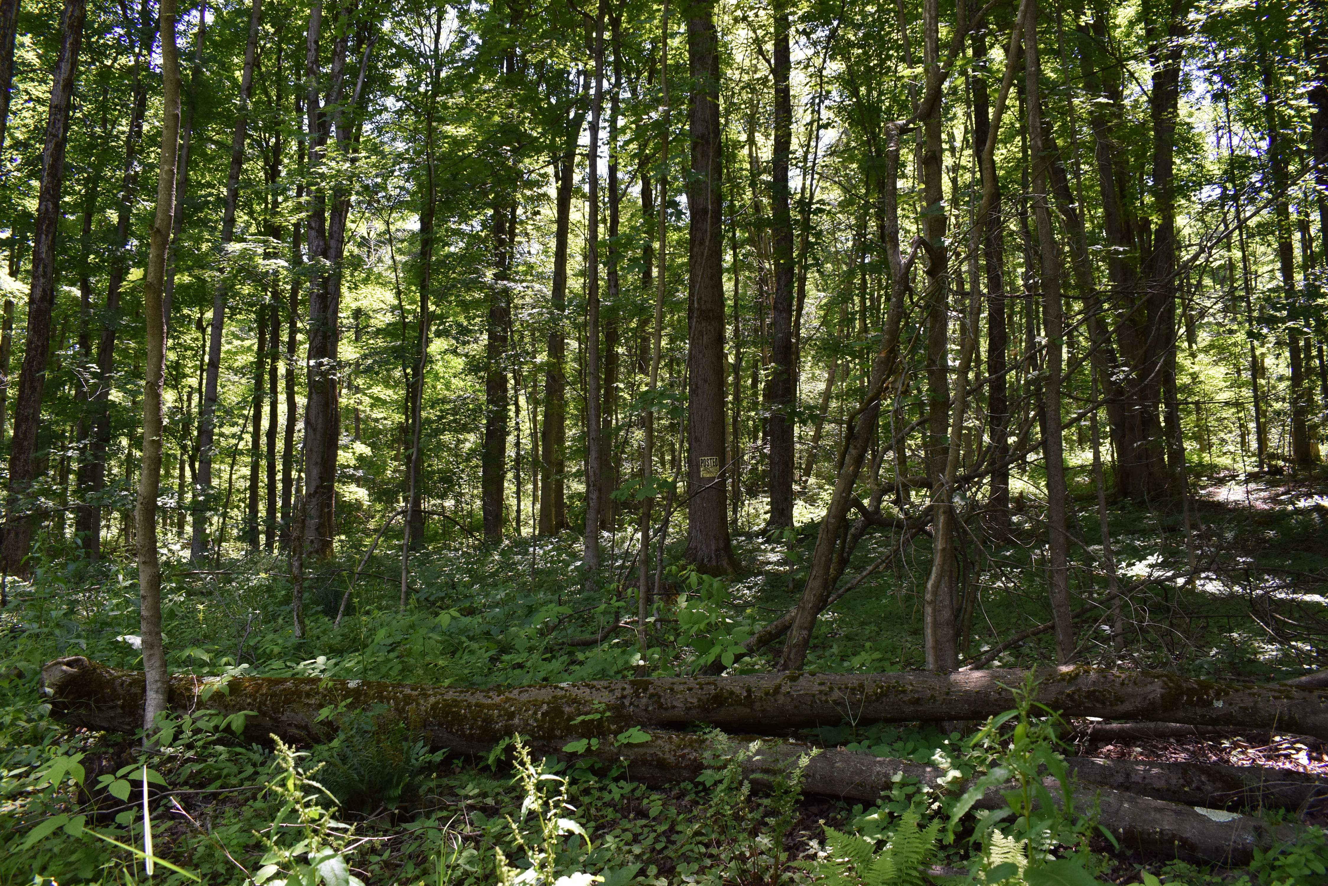 Fabulous Farrington Hollow