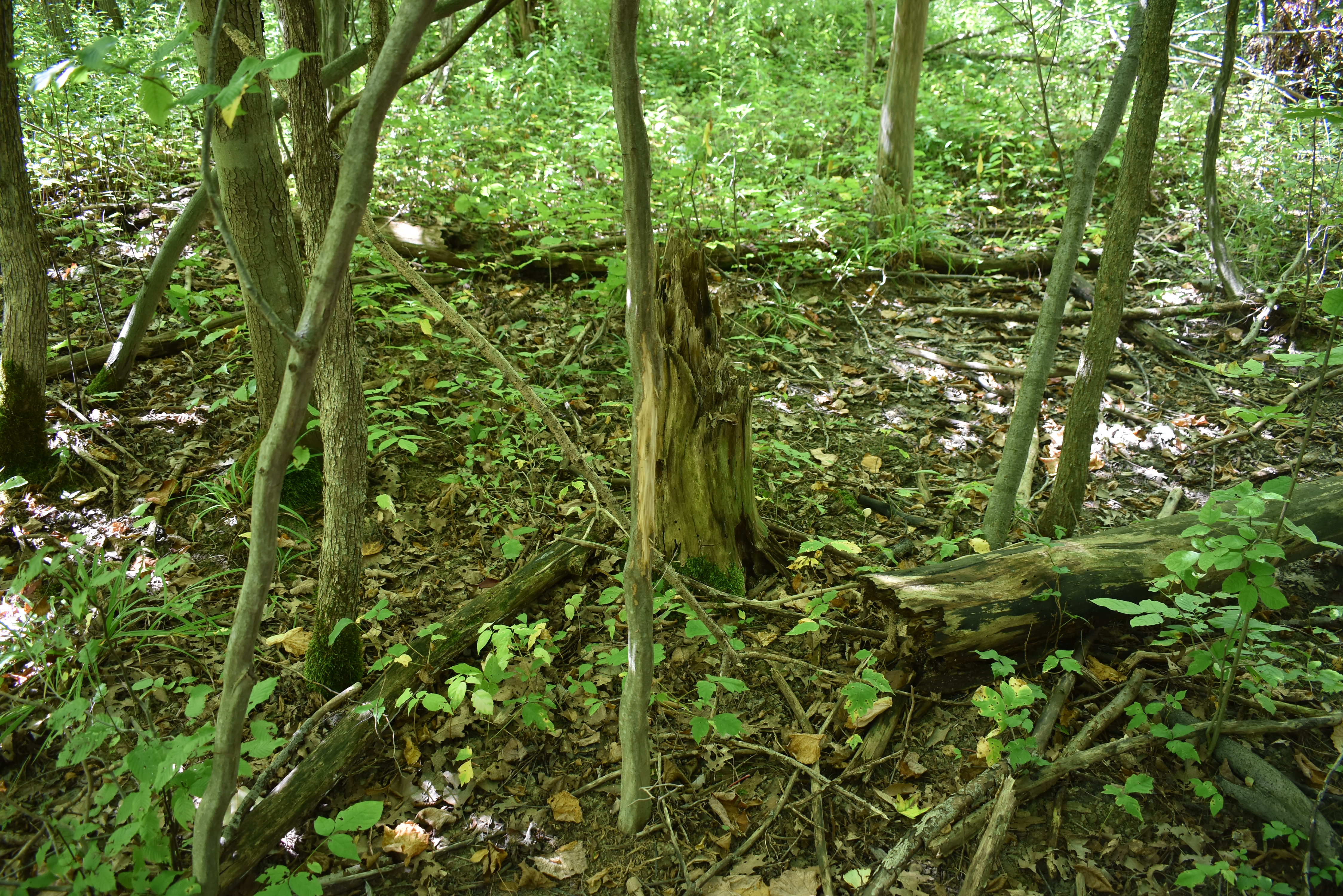 Hunter's Hidden Treasure