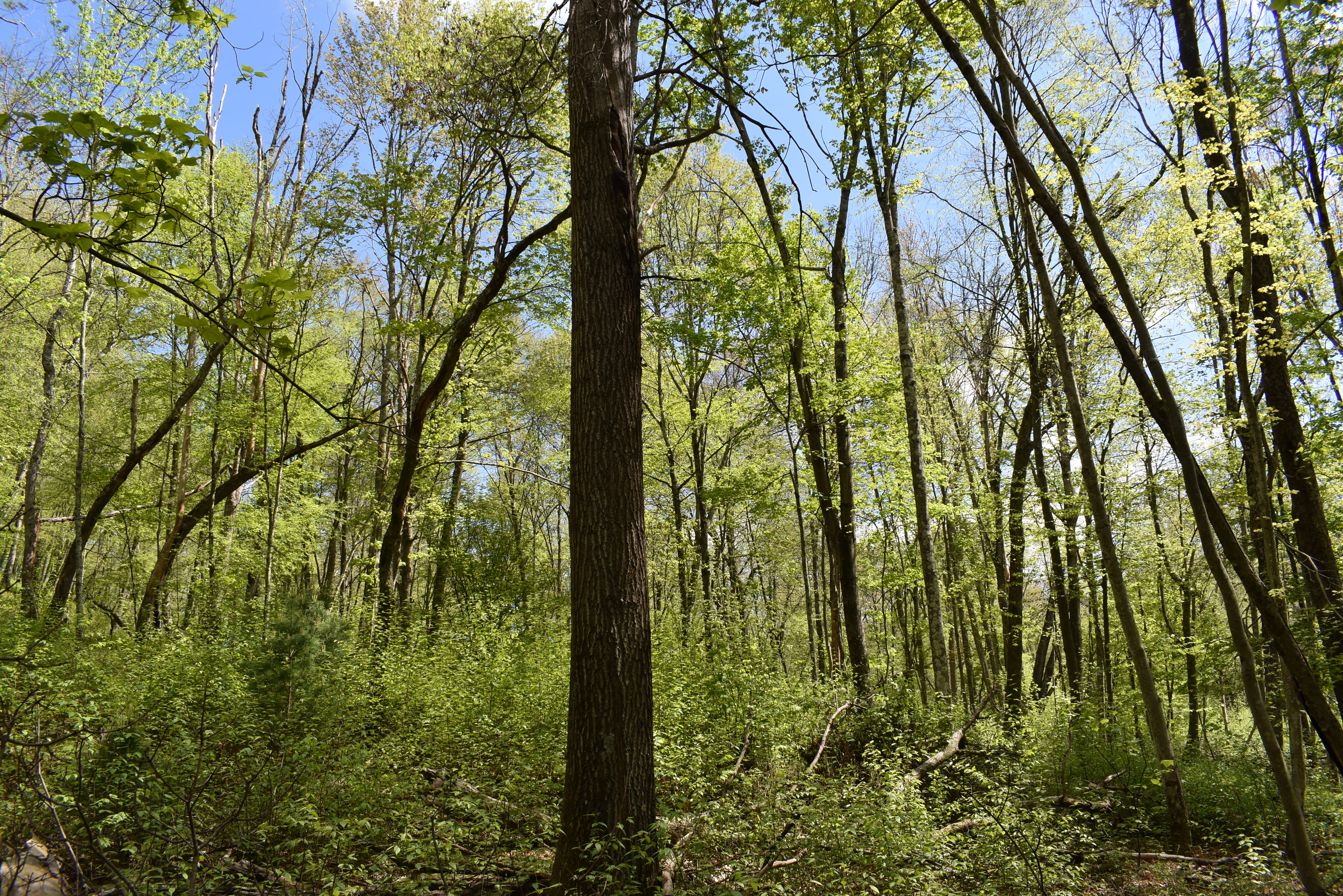 Grugan Hollow