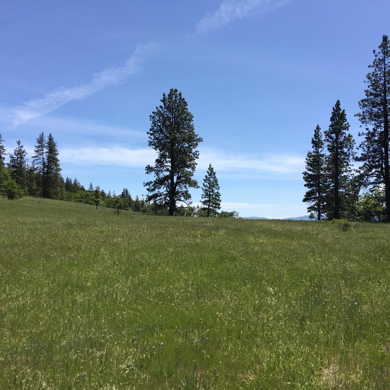 Listing Image 79